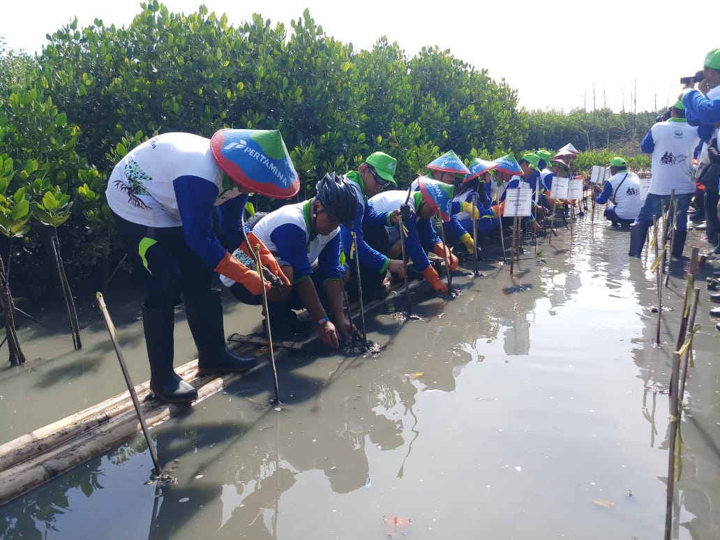 Ilustrasi Penanaman 5.000 bibit mangrove  di Tambakrejo, Semarang