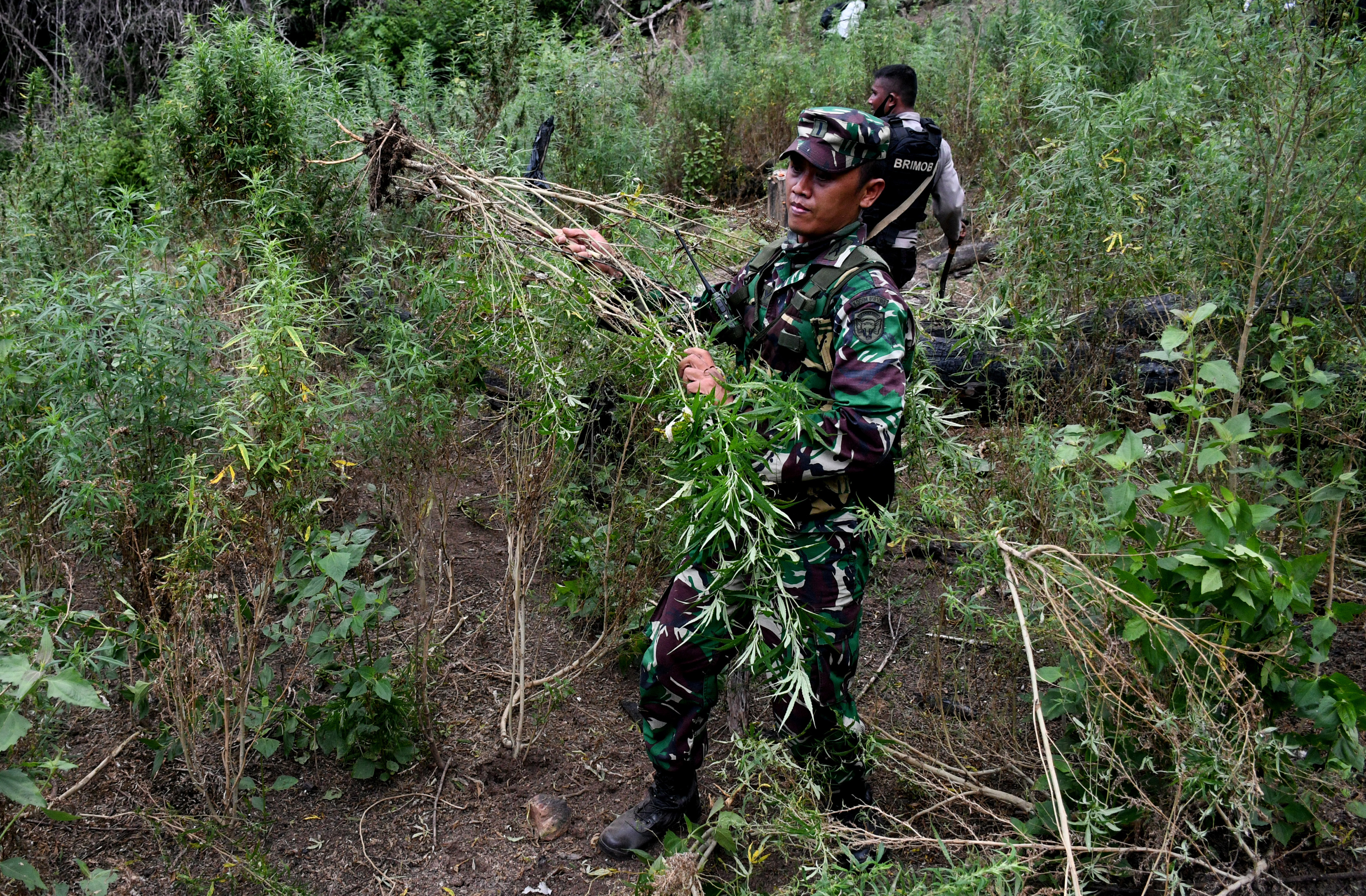 Tim gabungan yang terdiri dari Badan Narkotika Nasional (BNN), TNI, Polri dan Pemerintah Provinsi Aceh