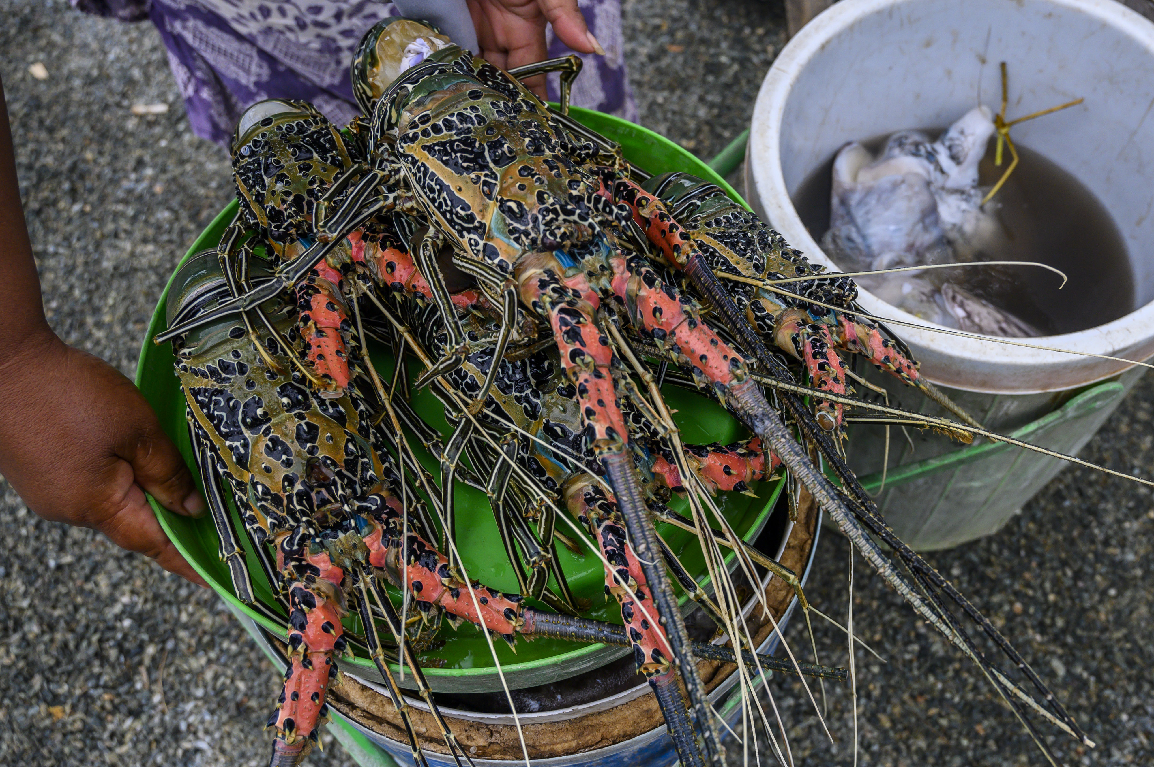 Pedagang menata lobster (Nephropidae) yang dijualnya di pasar ikan di Palu, Sulawesi Tengah, Senin (6/4)/