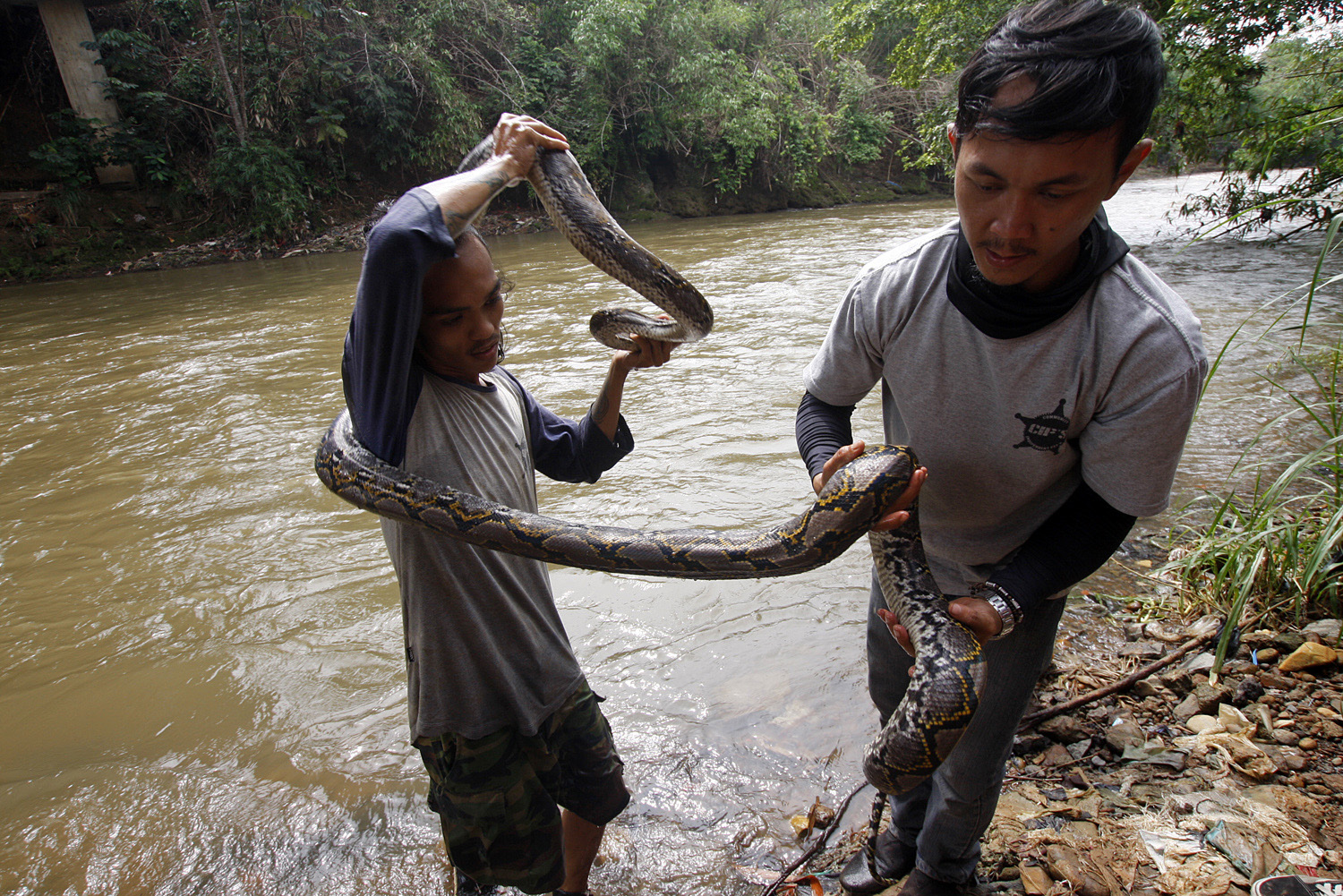 ilustrasi -- melepasliarkan salah satu hewan endemik Ciliwung jenis ular sanca kembang (Python reticulatus) di Sungai Ciliwung, Depok, Jabar