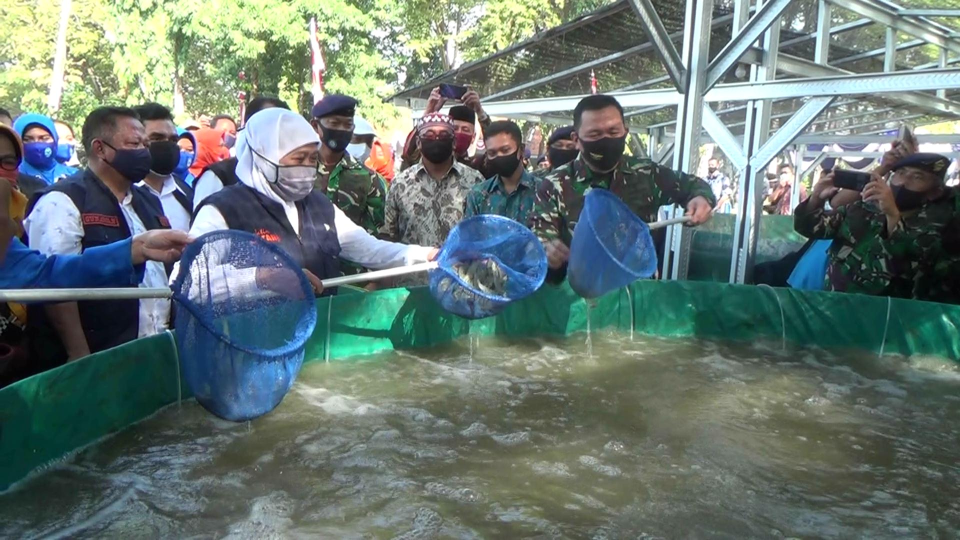 Gubernur Jawa Timur Khofifah Indar Parawansa sedang panen udang vaname di Komplek Lanudal Juanda