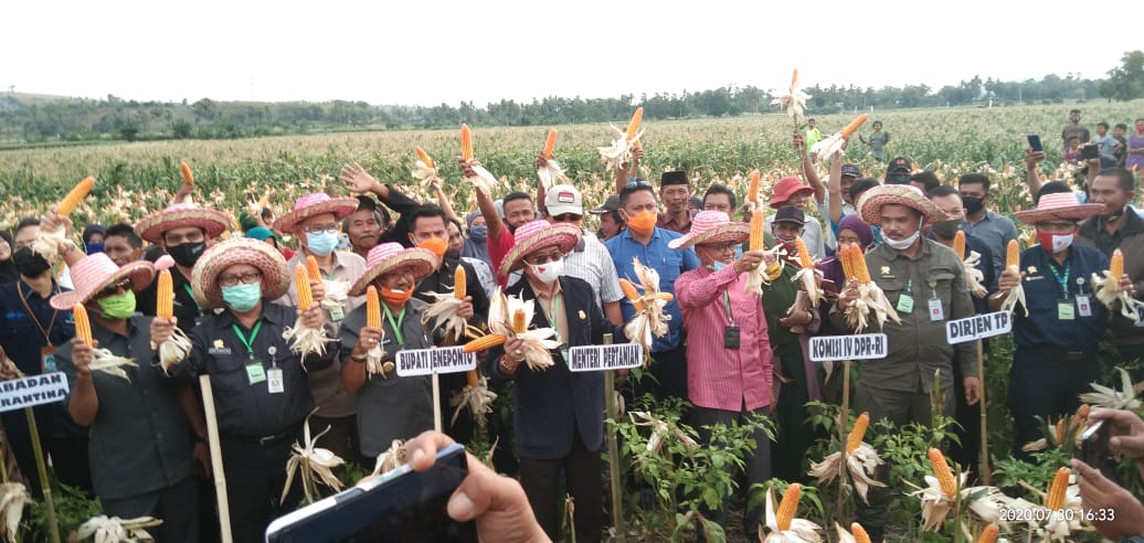 Panen raya jagung di lahan seluas 300 ha milik Kelompok Tani Juluboritta, Desa Kalelayu, Kecamatan Tamalatea, Kabupaten Jeneponto, Sulsel. 