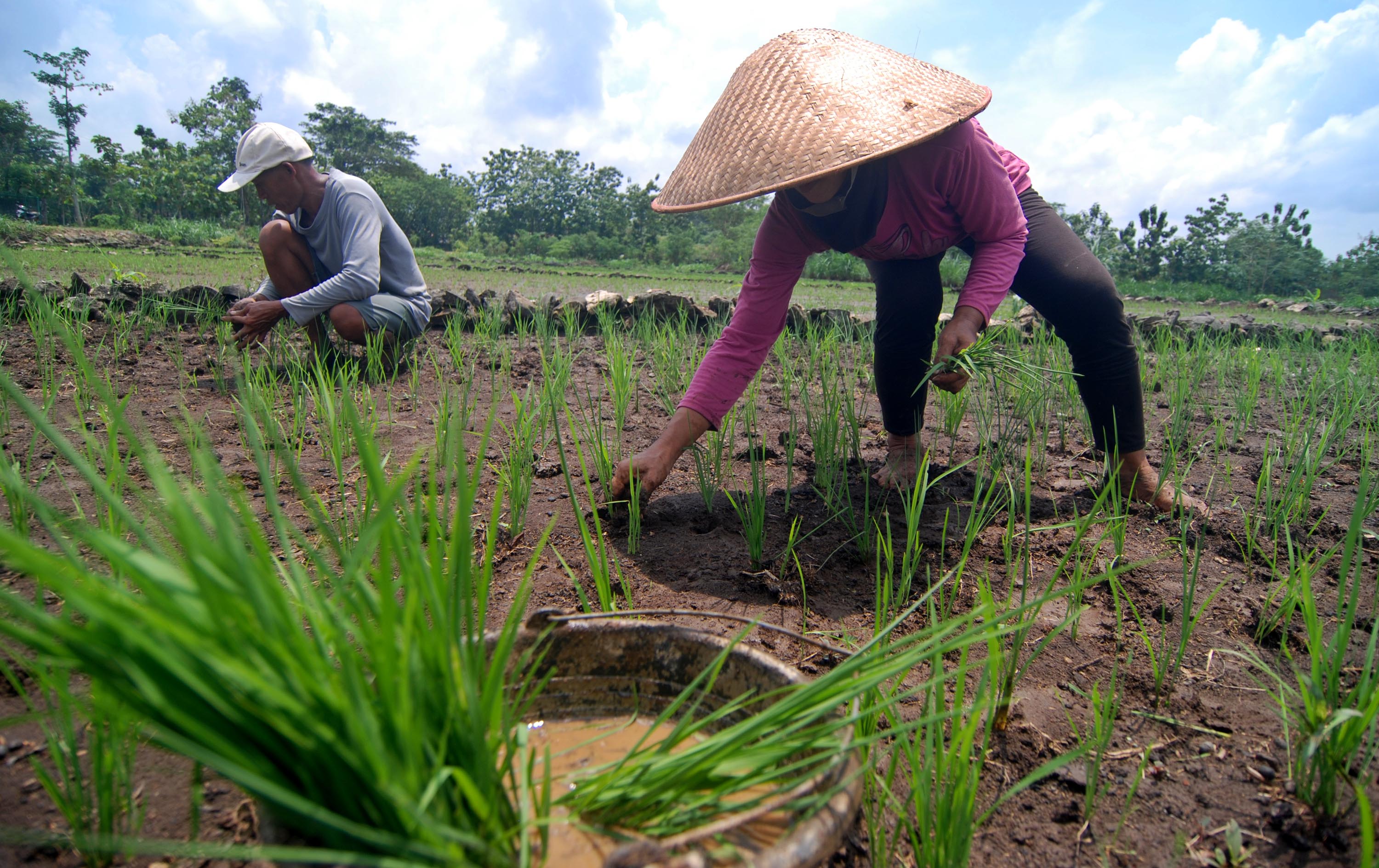 Hadir Irigasi Perpompaan, Petani Gunungkidul Tak Kuatir Lagi