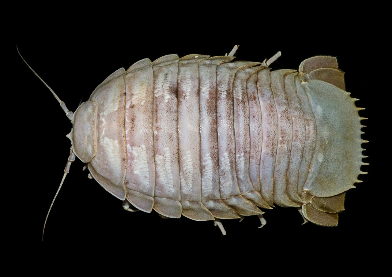 Kecok Laut Raksasa yang ditemukan di Selat Sunda