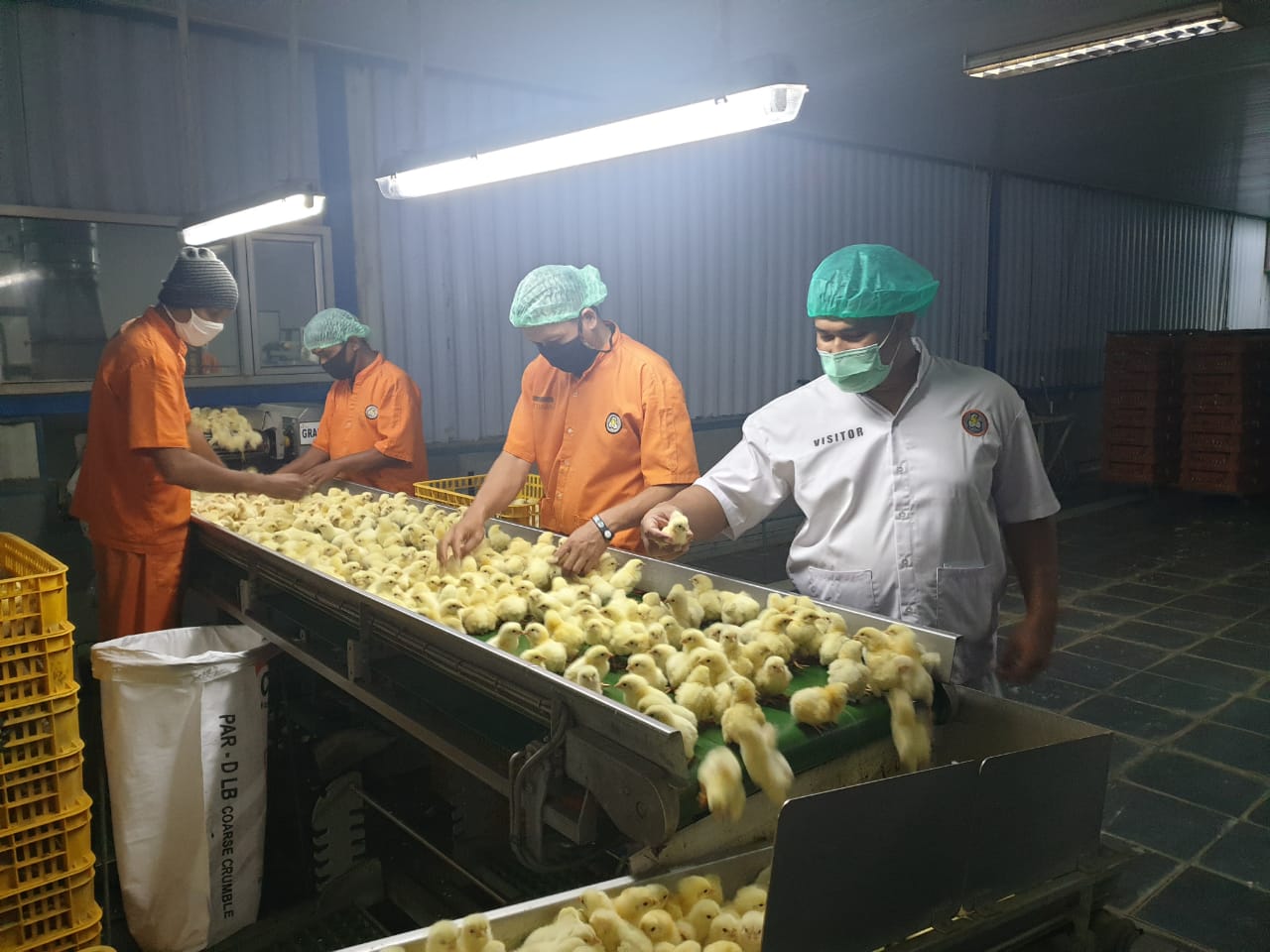 Direktorat Kesehatan Hewan terus mengawasi dan mengontrol mutu bibit day old chick (DOC) lewat program Pengawas Bibit Ternak (Wasbitnak). 