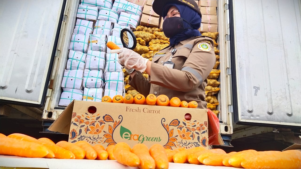 Petugas Balai Besar Karantina Pertanian Belawan sedang melakukan pemeriksaan terhadap komoditas wortel asal Sumut yang akan diekspor