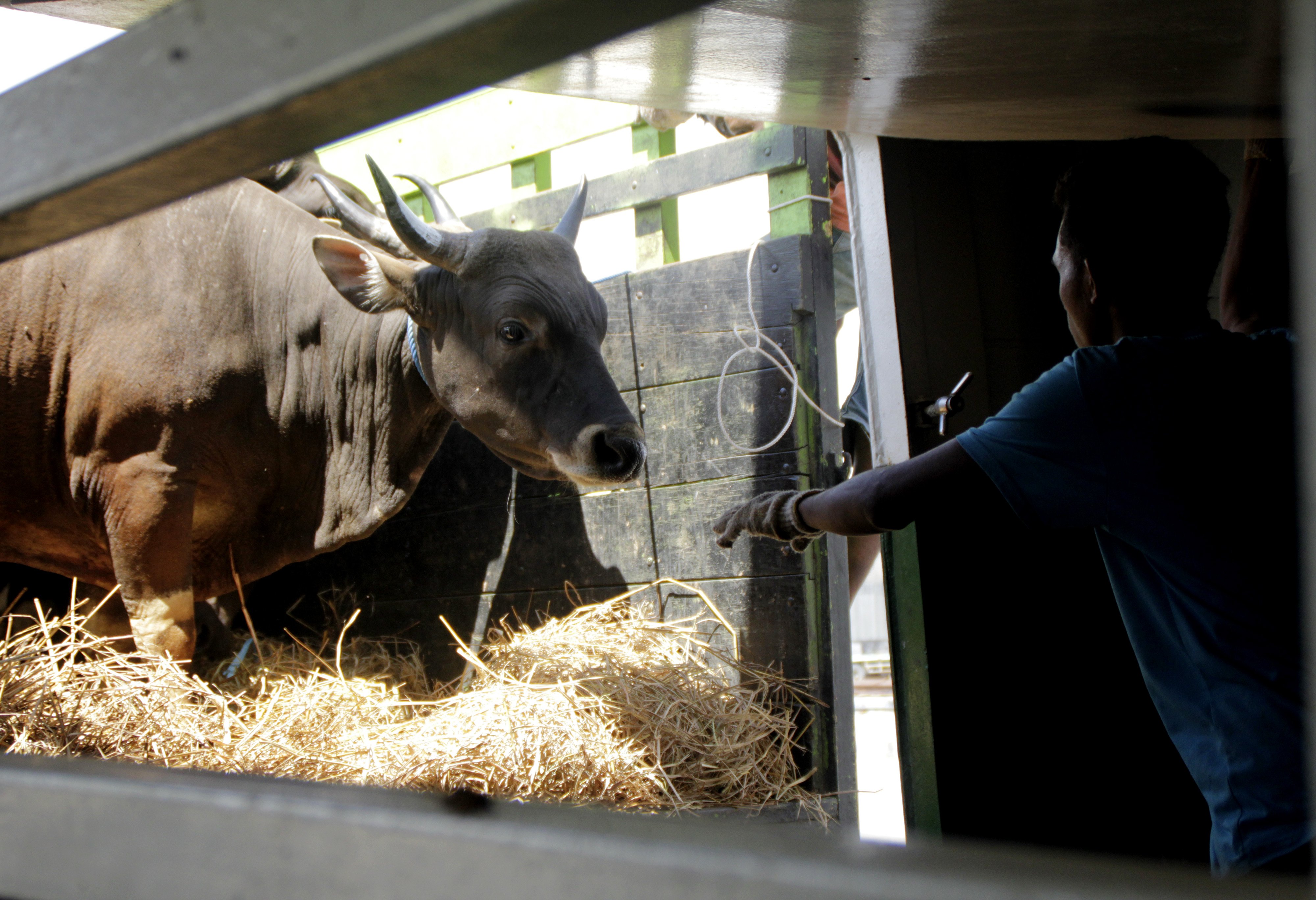 Pekerja menurunkan seekor sapi ke dalam kapal ternak KM Camara Nusantara 5 di Pelabuhan Tenau Kupang, NTT, beberapa waktu lalu.