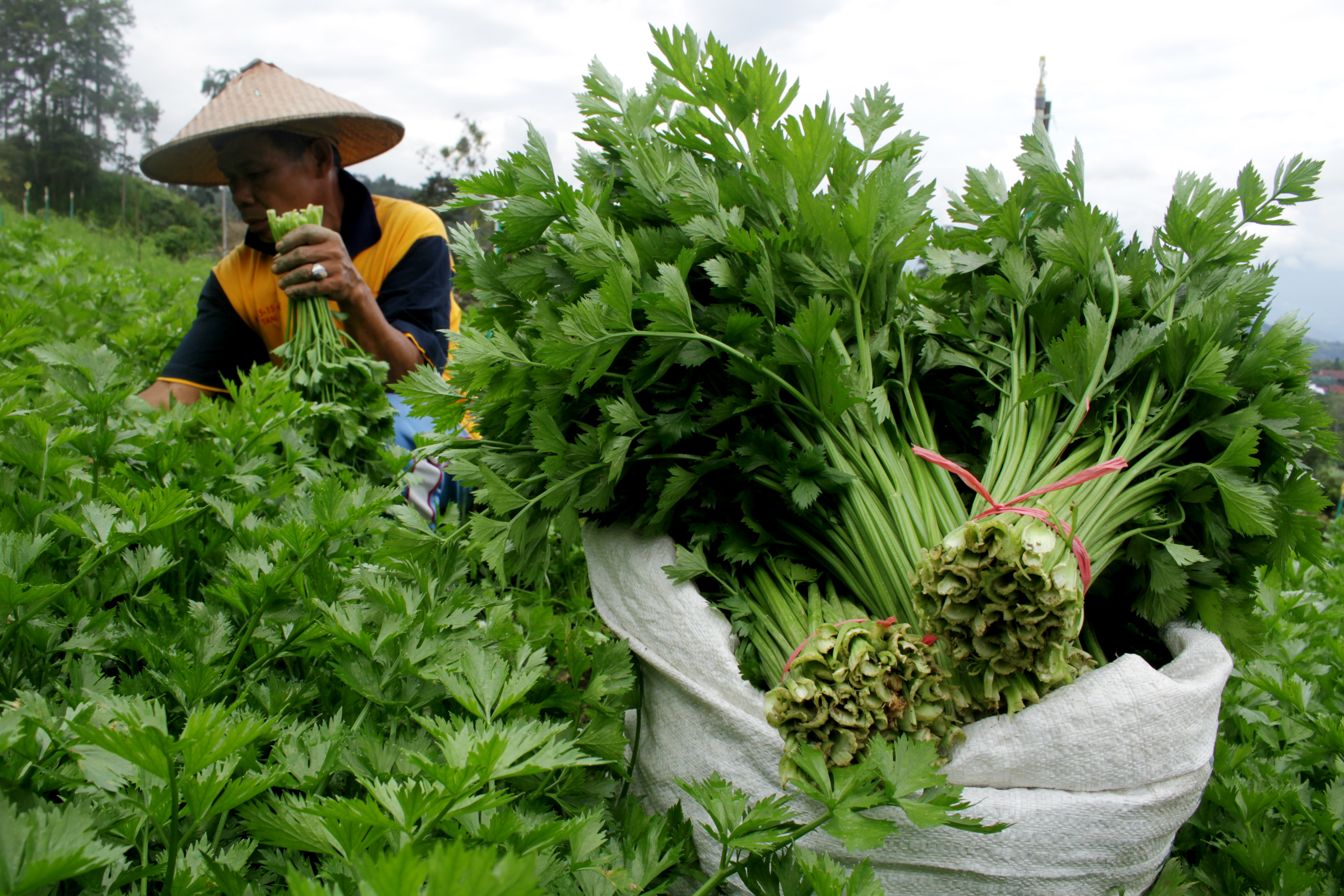 Petani memanen seledri di Desa Salu Dewata, Kecamatan Anggeraja, Enrekang, Sulawesi Selatan.