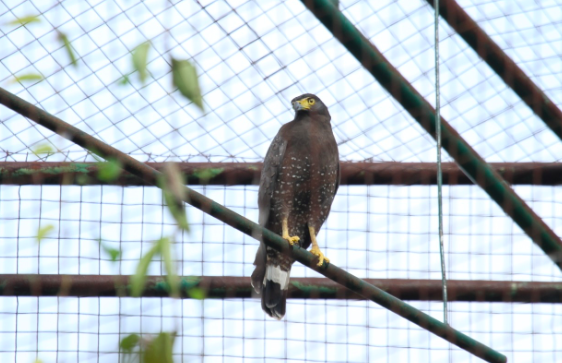 Kegiatan pelepasliaran burung pemangsa di SFF Bunder oleh BKSDA Yogyakarta. 