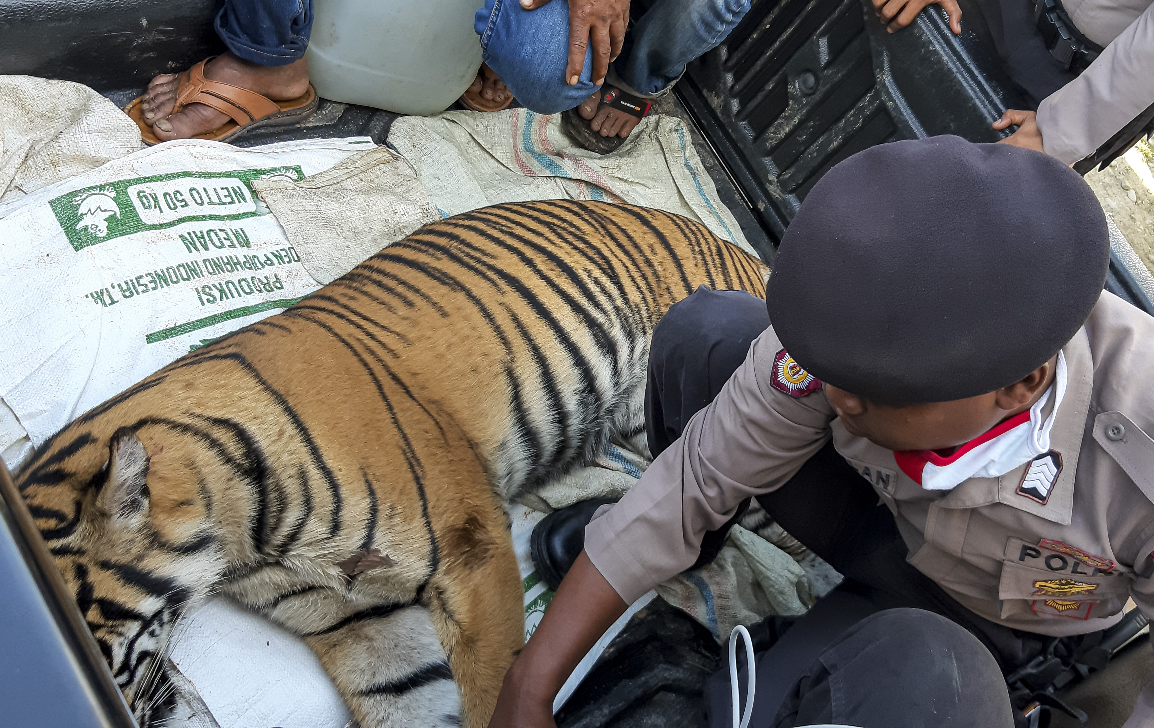 Polisi memeriksa bangkai harimau Sumatra (Panthera tigris sumatrae) yang mati di perkebunan masyarakat di Trumon, Aceh pada Senin (29/6)