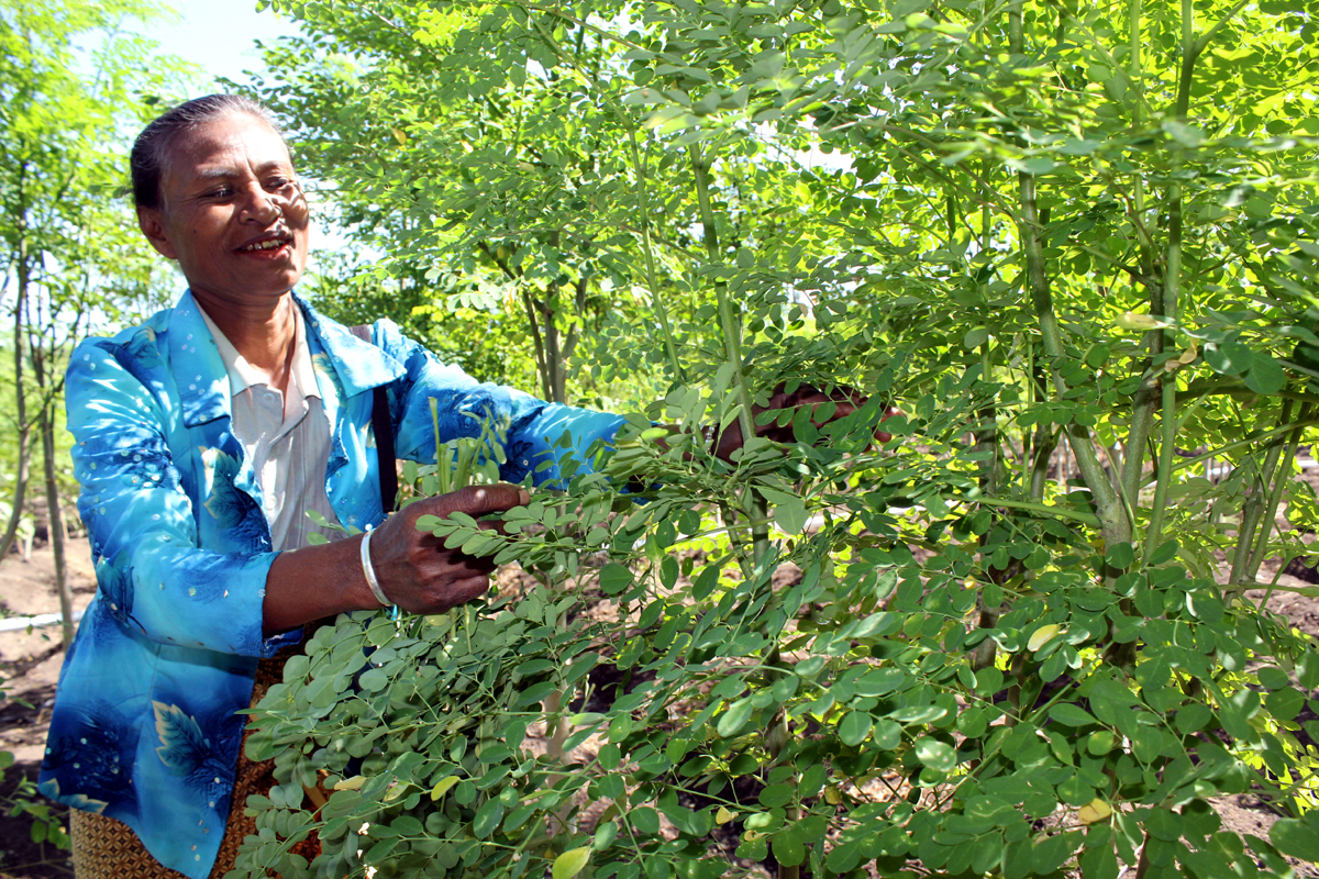 Infusa, Cara Lain Menikmati Daun Kelor