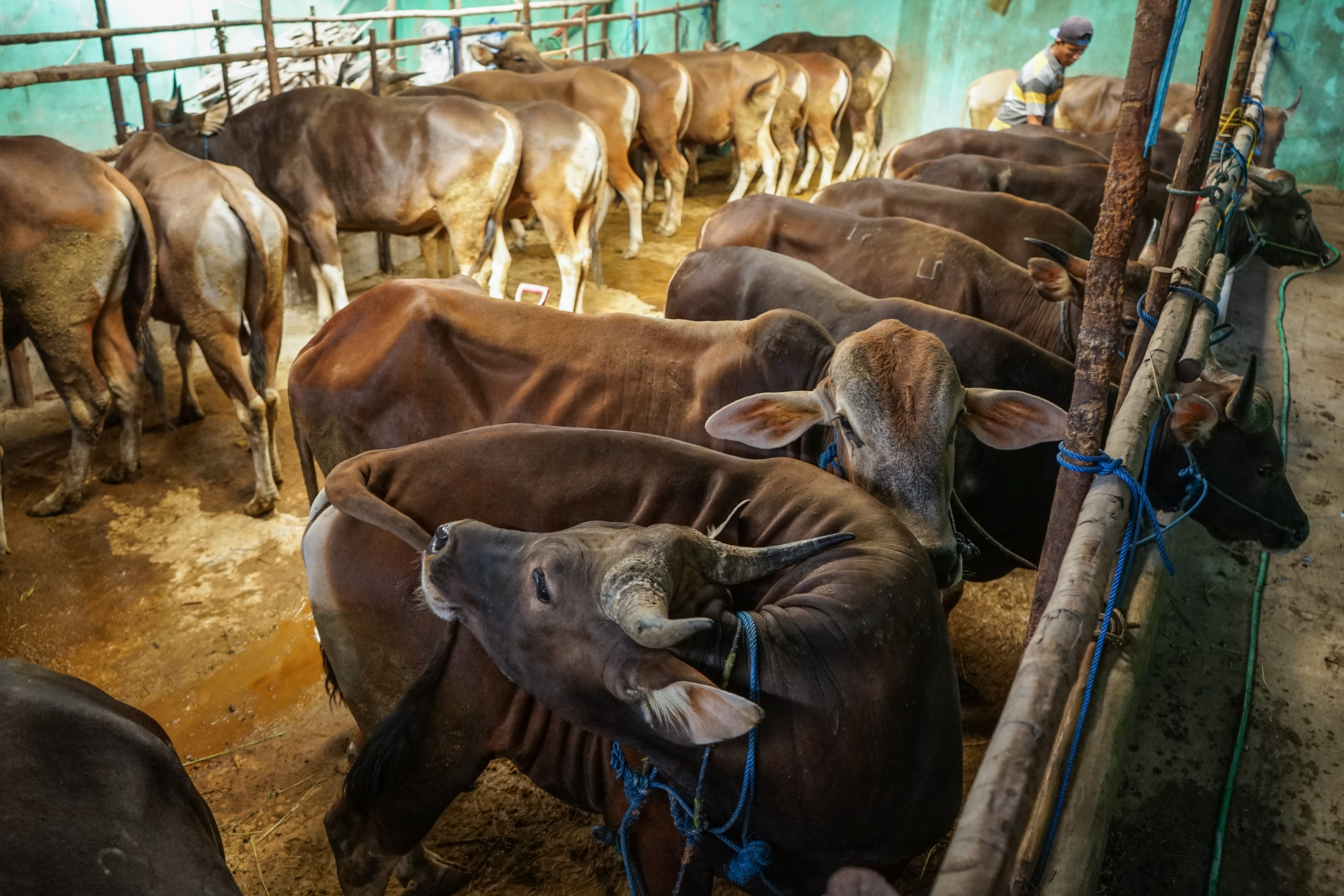 ilustasi sapi yang siap dijual di Palangka Raya