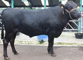 Penyediaan pejantan Wagyu di BIB Lembang ini diberi nama Black Long Ford. 