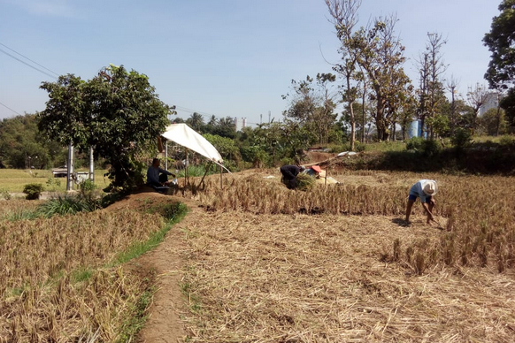 Ribuan petani irigasi cengklik hanya bisa meratapi ribuan hektare tanaman padi dihabiskan hama wereng.