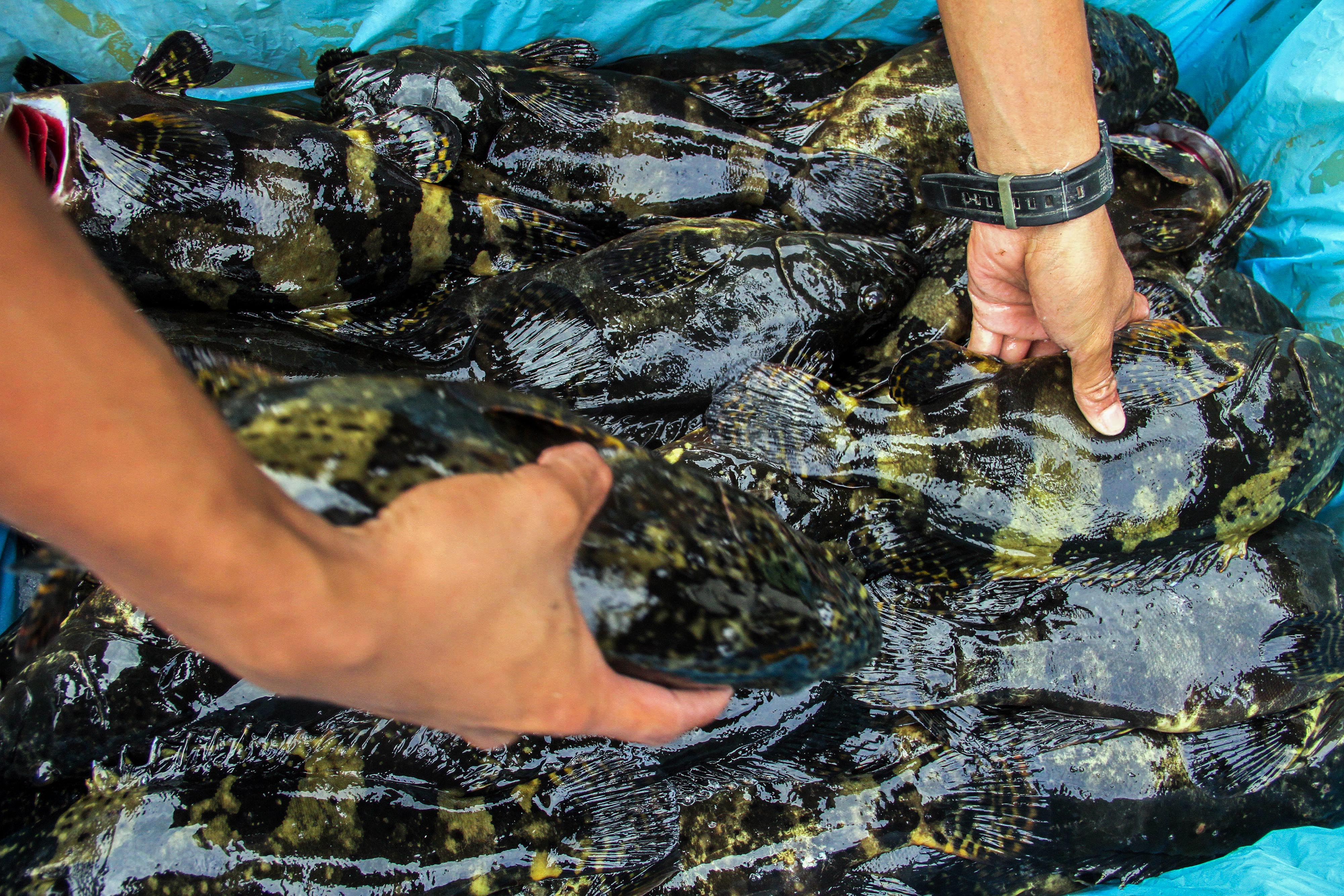 ikan kerapu macan hitam kualitas ekspor