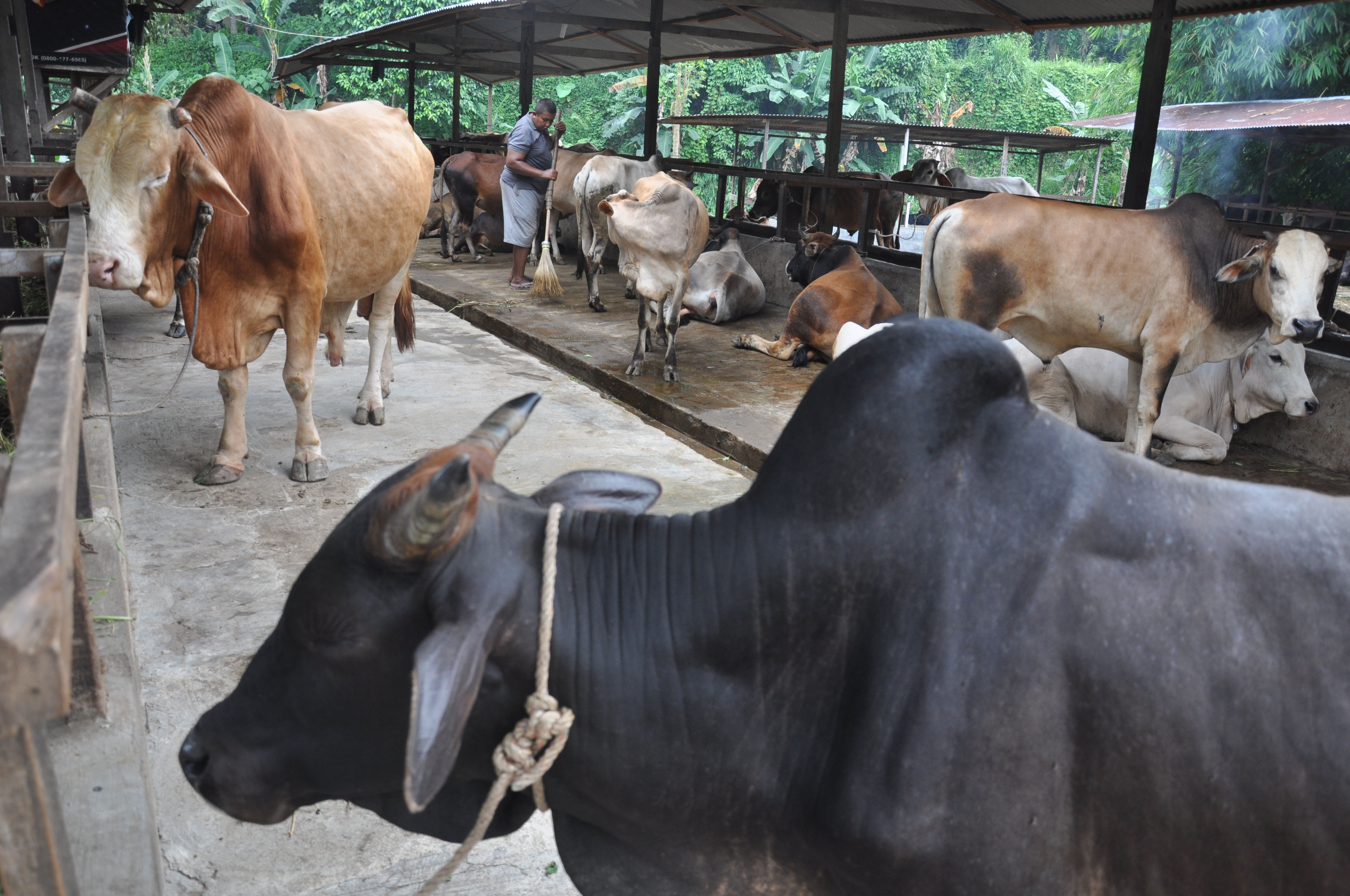 Ilustrasi Sapi kurban