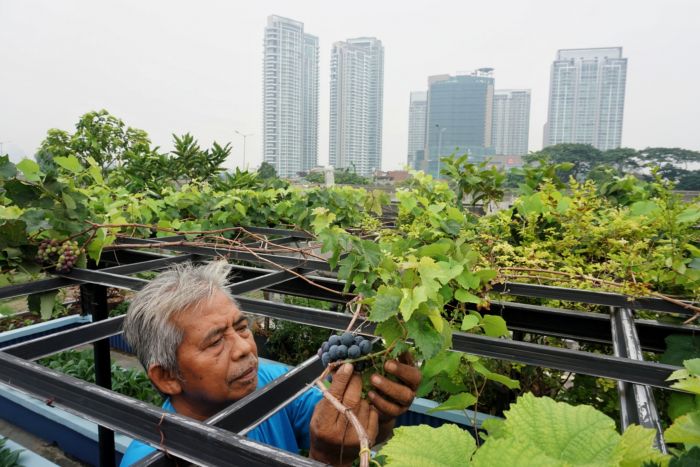Abdul Rahman merawat tanamannya di kebun yang berada diatas balkon rumah di kawasan Cipete, Kebayoran Baru, Jakarta. 