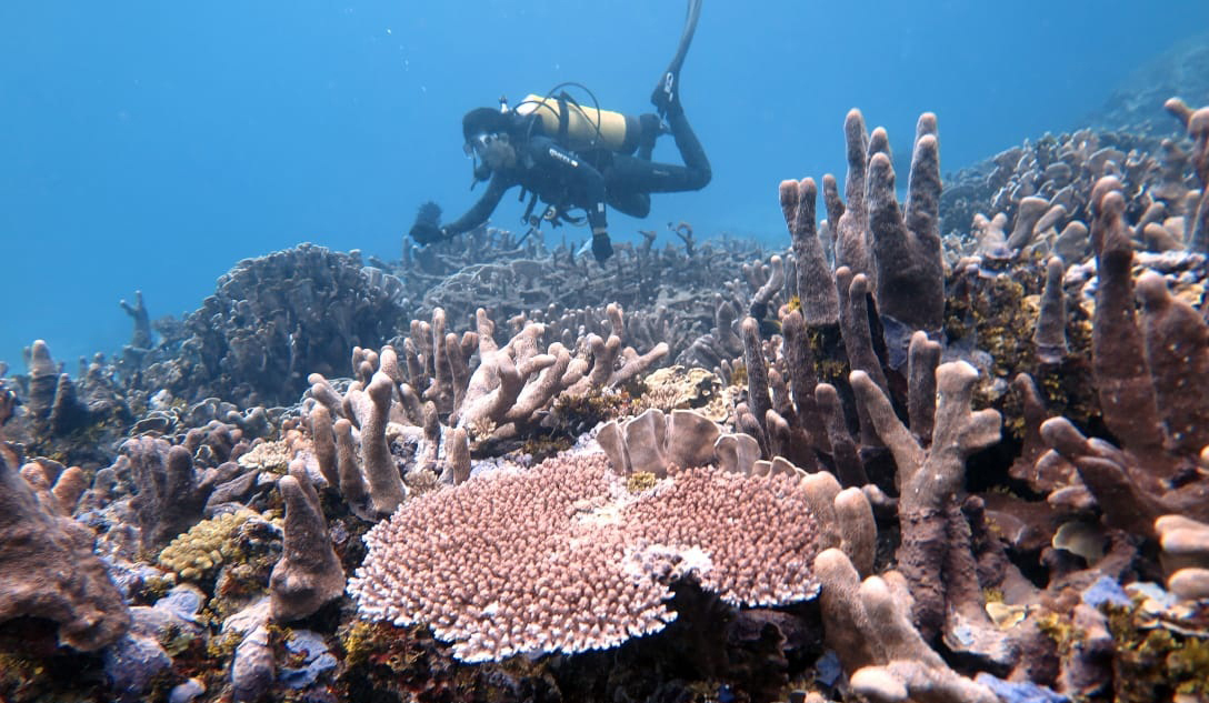 Peneliti mengamati terumbu karang dan ikan di perairan Pulau Befondi, Supiori, Papua, Selasa (27/11).