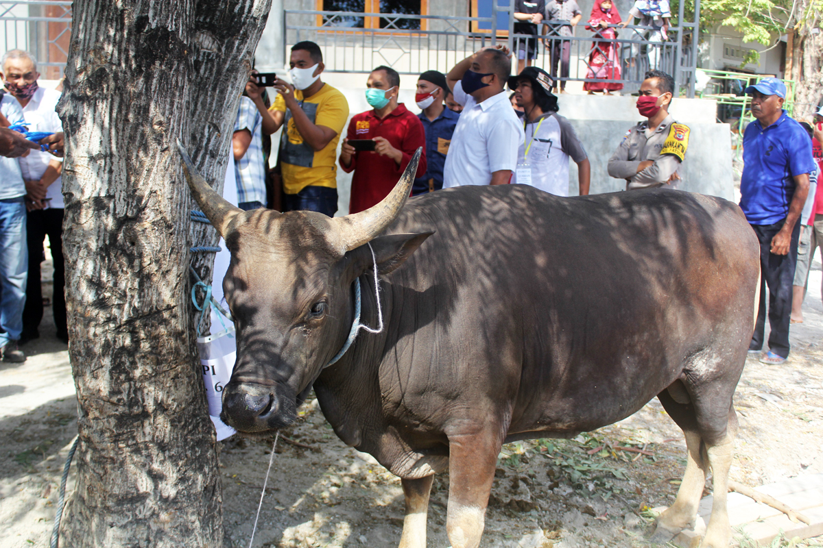 Sapi kurban bantuan Pemerintah Provinsi Nusa Tenggara Timur di Masjid Babu Rahman, Kelurahan Kayu Putih, Jumat (31/7/2020)
