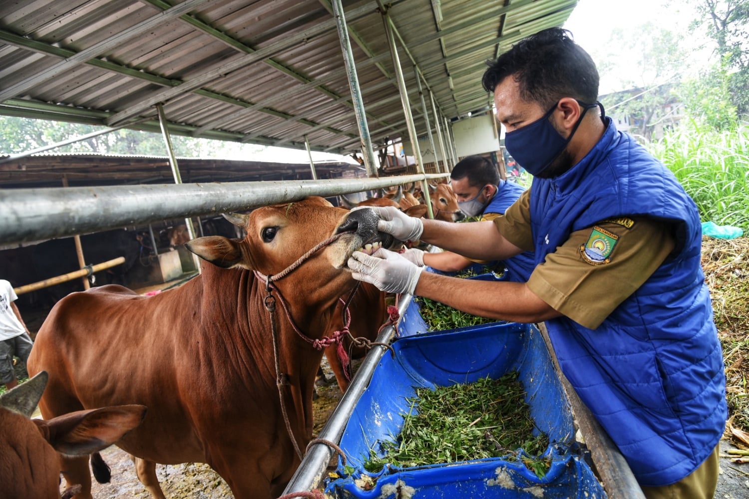 Petugas dari Dinas Ketahanan Pangan Kota Tangerang melakukan pemeriksaan terhadap hewan kurban di tempat penjualan hewan kurban