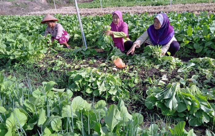 Kelompok Wanita Tani (KWT) Dharmasraya  sedang menanami lahan pekarangan yang terbengkalai dengan tanaman sayur dan pangan. 