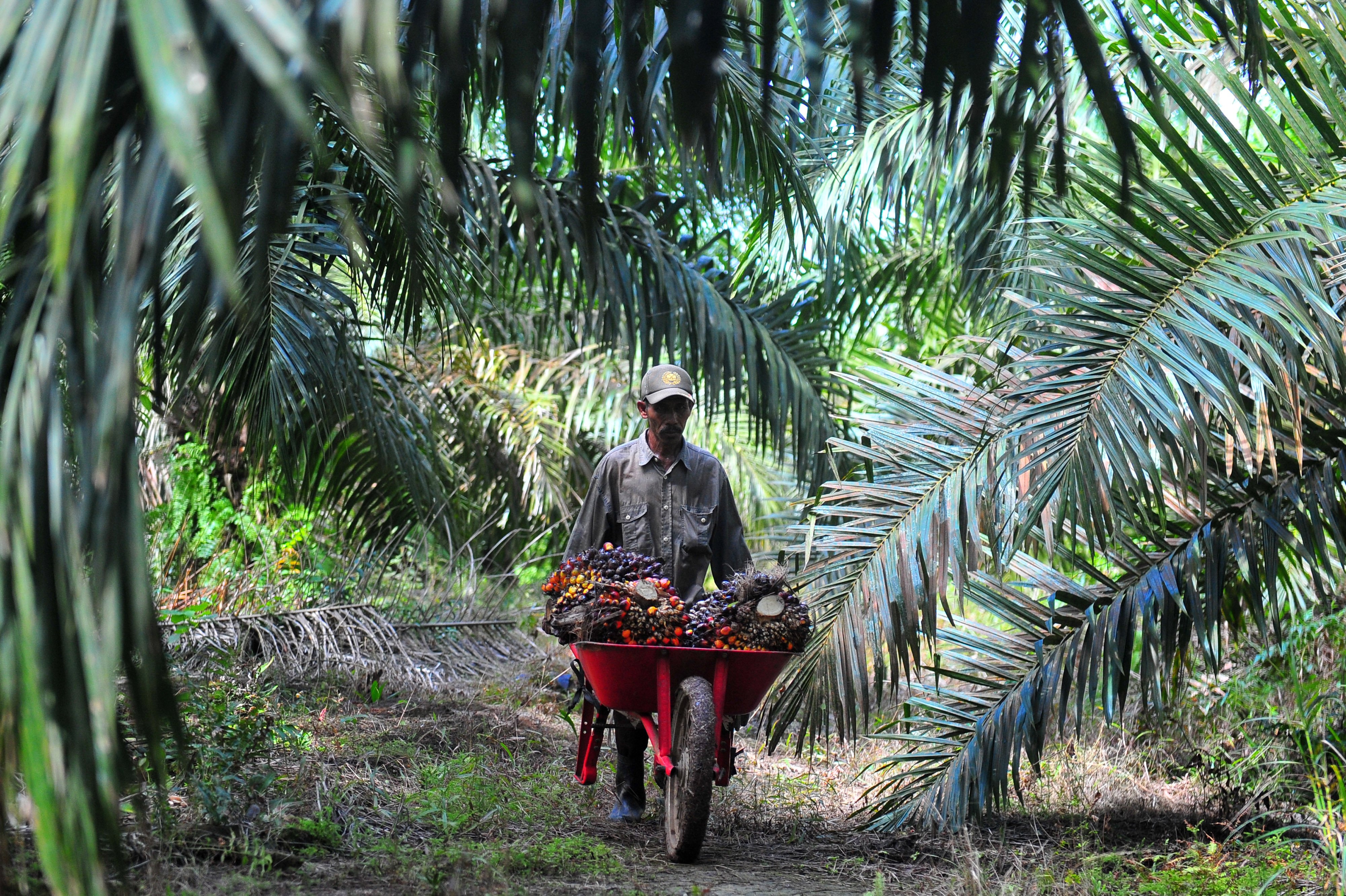 Pekerja mengangkut tandan buah segar (TBS) kelapa sawit di Muara Sabak Barat, Tajungjabung Timur, Jambi, Jumat (10/7)
