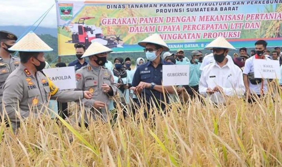 Kegiatan Panen Raya Padi bersama Kelompok Tani Sawah Padang Nagari Minangkabau yang dihadiri Gubernur Sumbar Irwan Prayitno. 