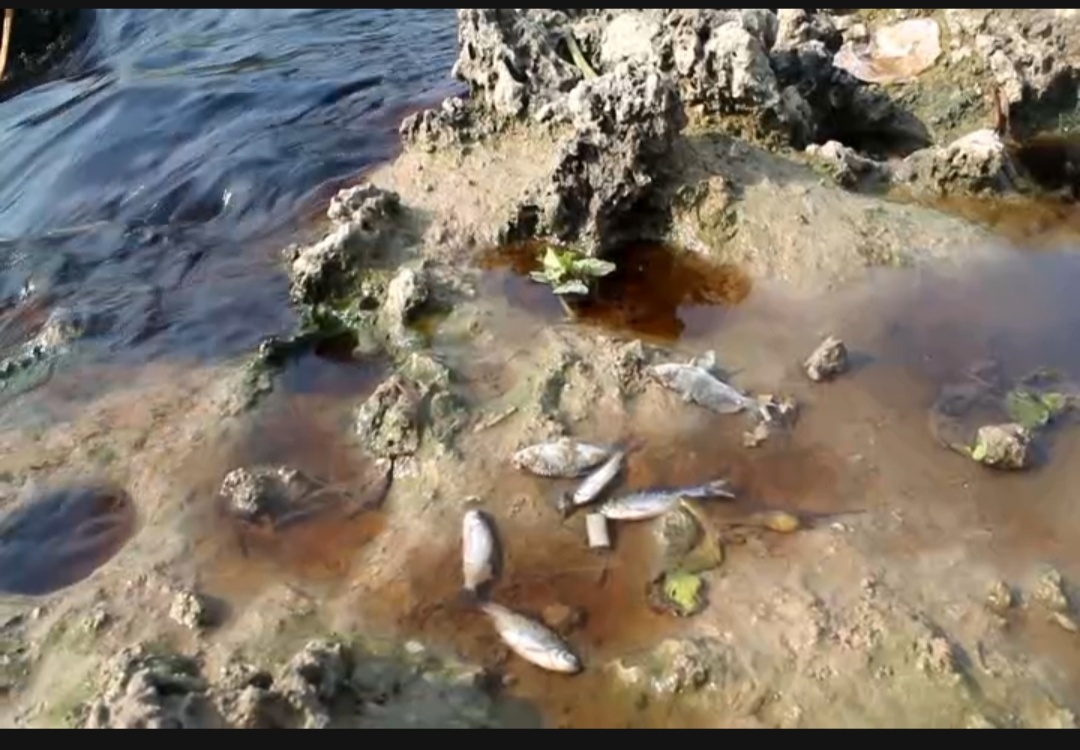 Pencemaran di Sungai Bengawan Solo