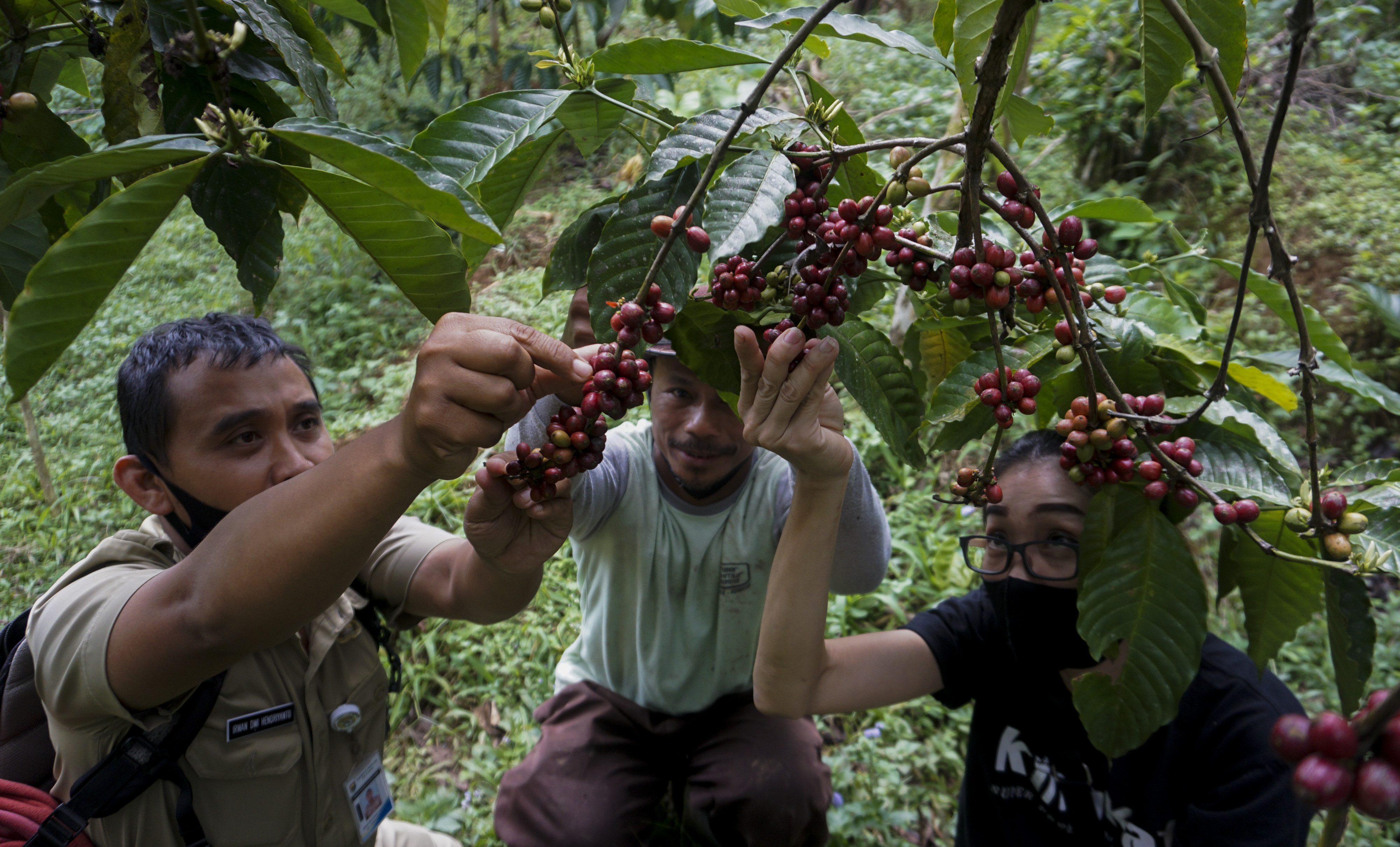 Petani kopi didampingi penyuluh pertanian 