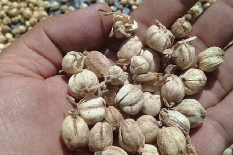 Ekspor Kapulaga Sumut Justru Melonjak di Tengah Pandemi