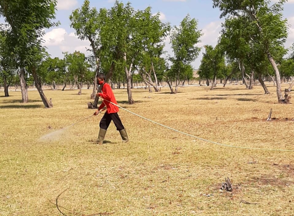 Pengendalian hama belalang.