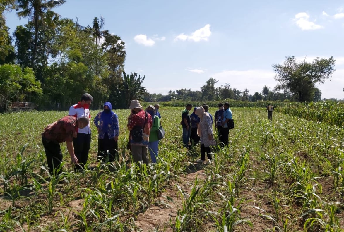 Kelompok Tani Mangurangi melakukan pembasmian ulat grayak jagung di Desa Manjapai, Kecamatan Bontonompo, Kabupaten Gowa. 