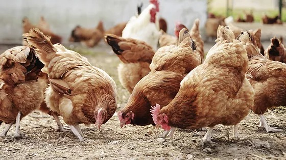  Mayoritas ayam di Indonesia dibesarkan di kandang baterai, sistem yang termasuk dalam salah satu praktek dianggap kejam.