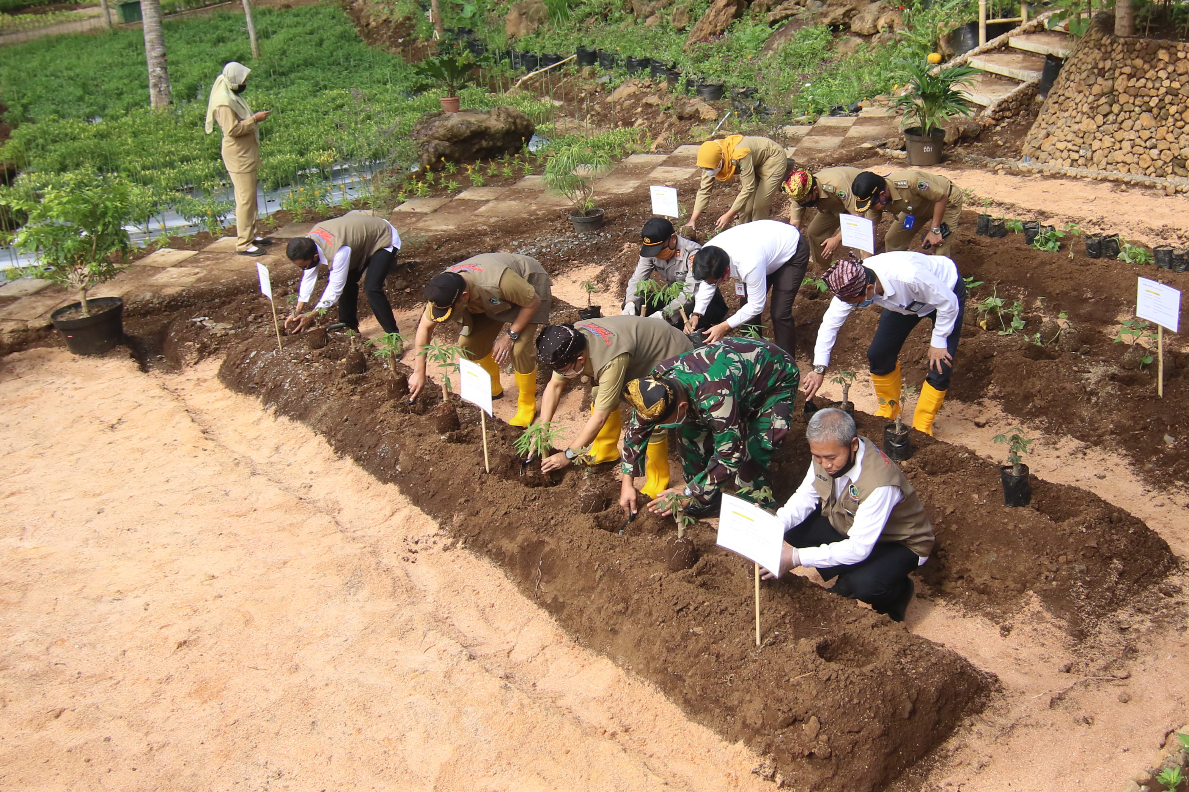 Bupati Banyuwangi Abdullah Azwar Anas (tengah) bersama Forpimda menanam singkong di kawasan wisata agro taman suruh, Banyuwangi.