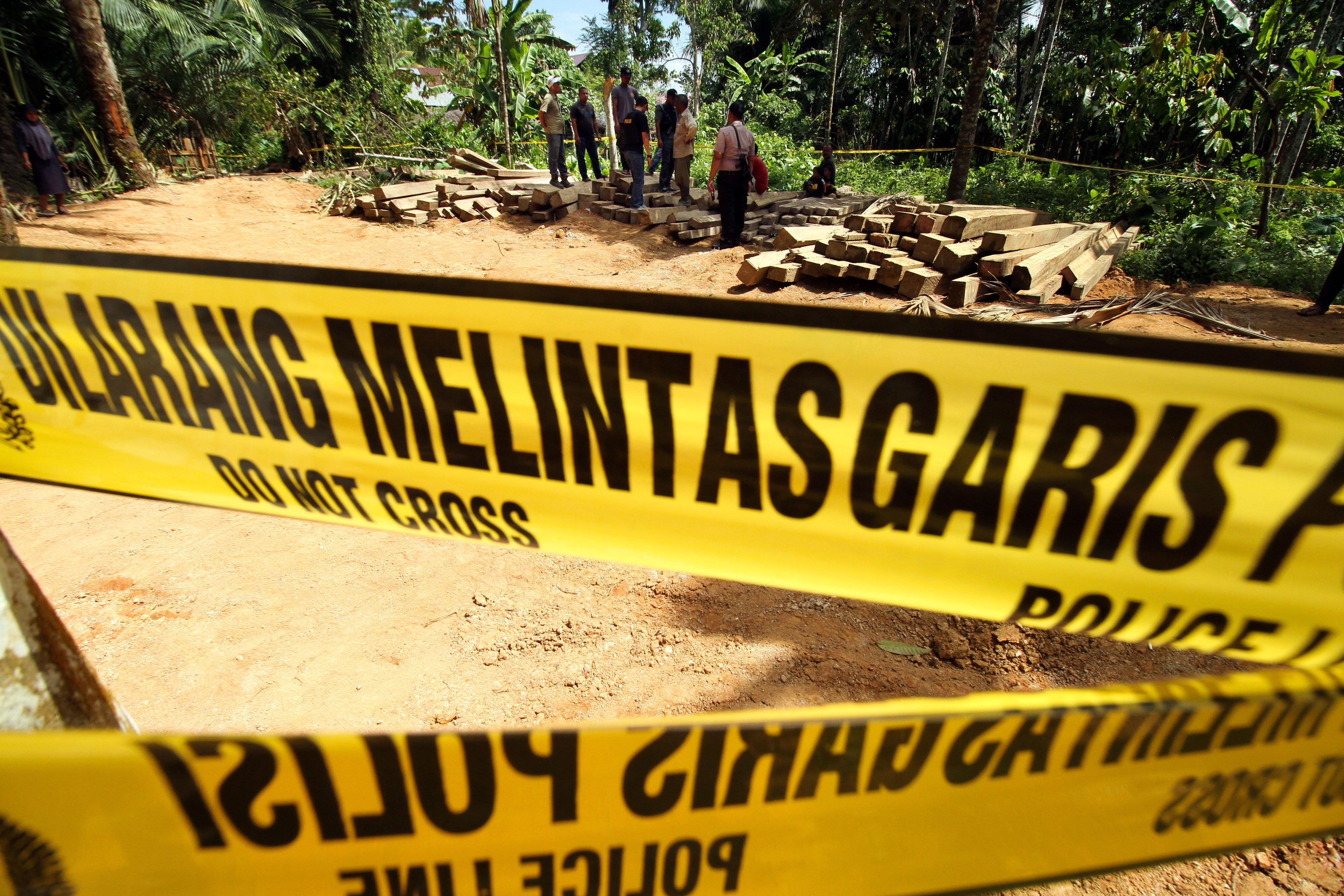 Ilustrasi--illegal logging