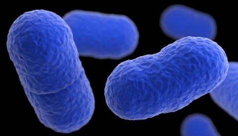 Bakteri Listeria