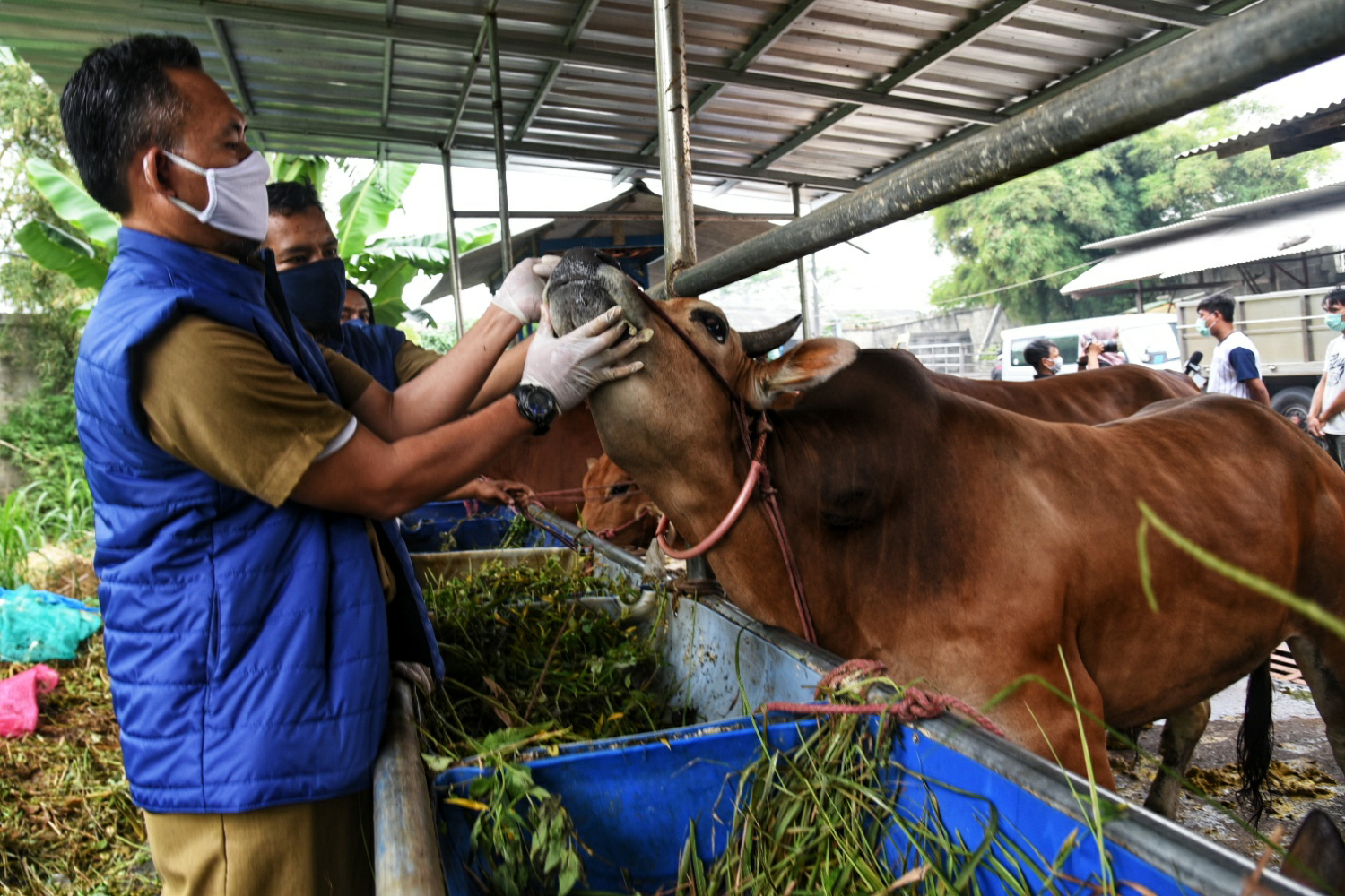Petugas dari Dinas Ketahanan Pangan Kota Tangerang melakukan pemeriksaan terhadap hewan kurban 
