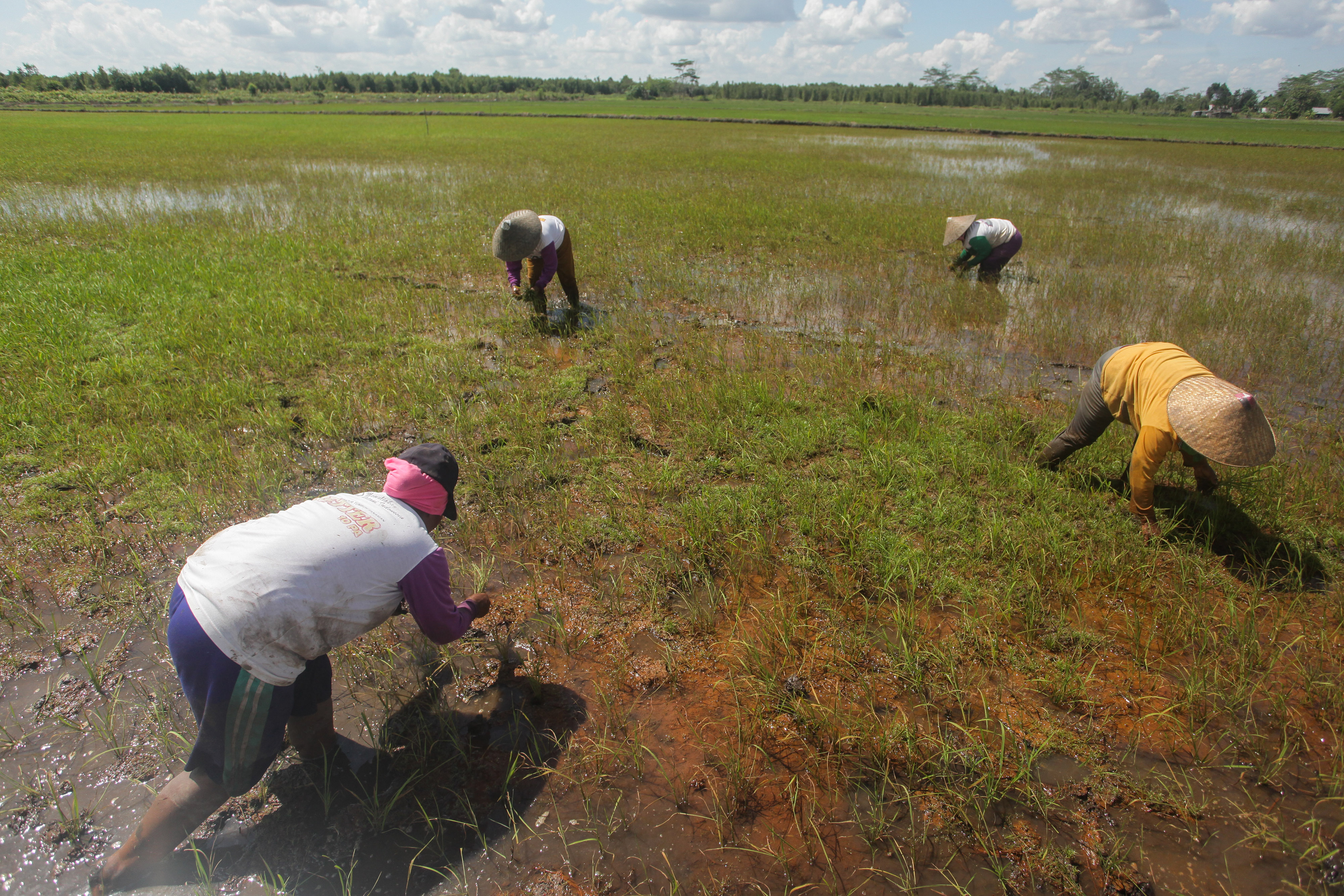PENGEMBANGAN PROGRAM LUMBUNG PANGAN BARU DI KALTENG
