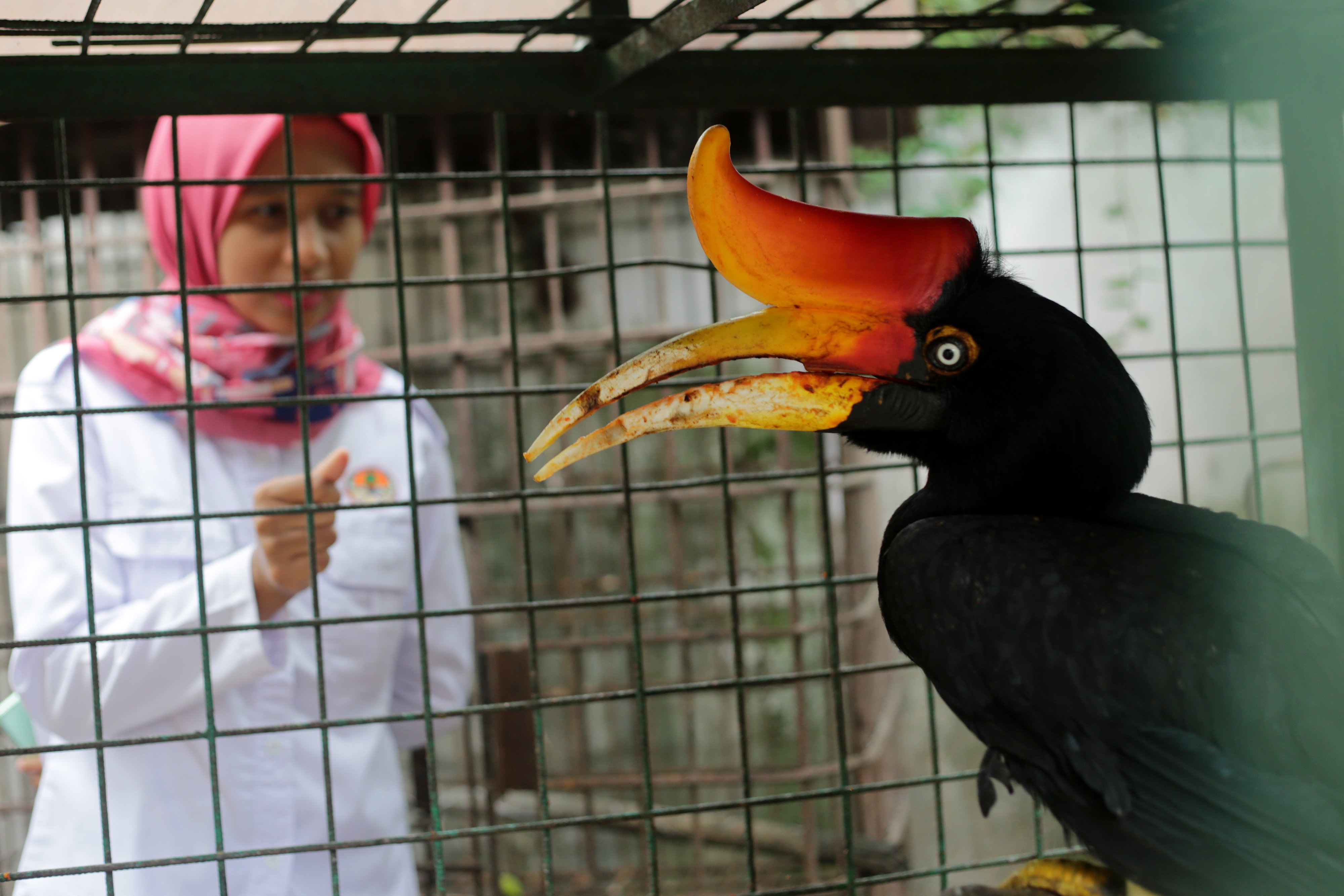 Salah satu satwa asal Indonesia yang diselundupkan ke Filipina adalah burung Rangkong Badak (Buceros rhinoceros). 