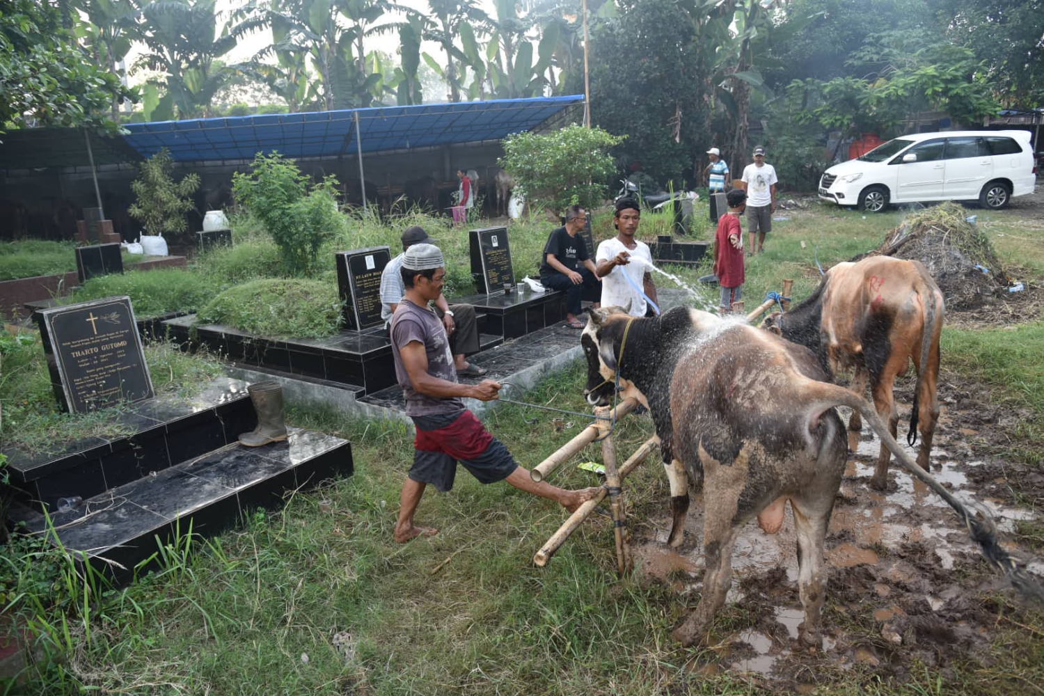 Sejumlah hewan kurban yang akan dijual tampak di lahan Pemakaman Tionghoa, Tanah Kusir, Jakarta Selatan.