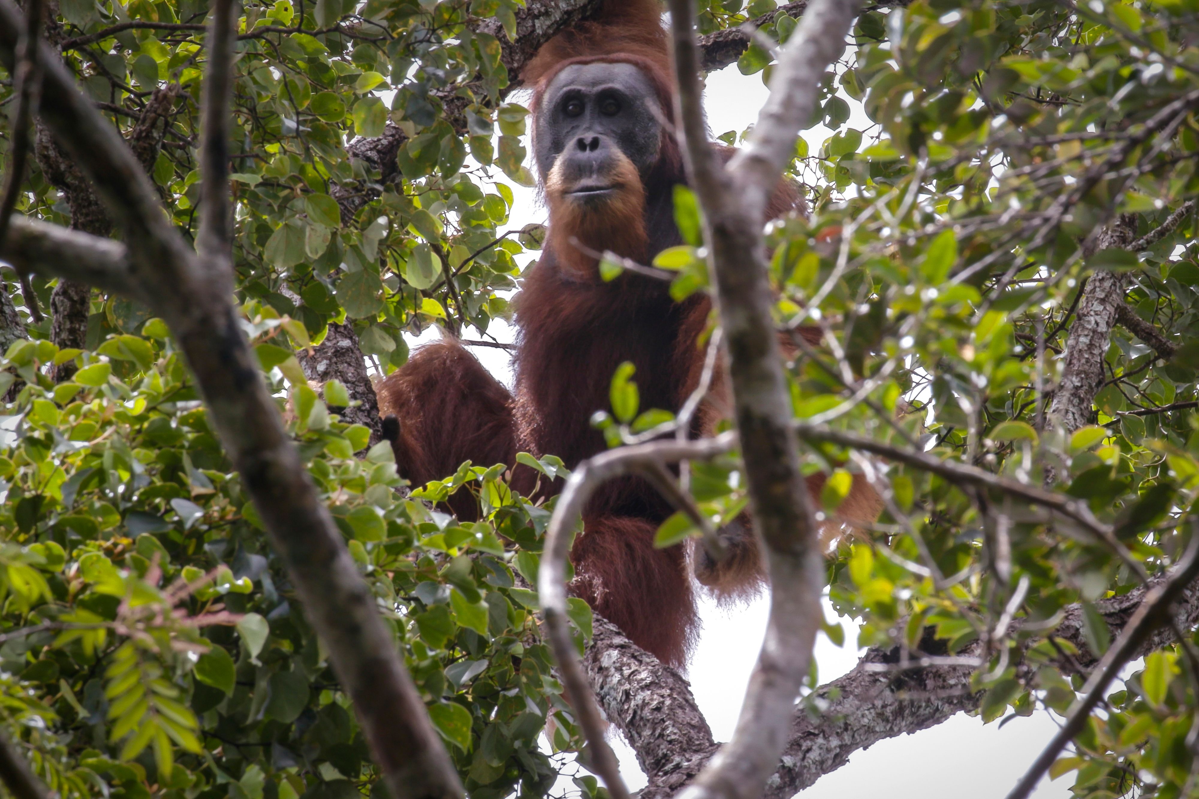 Orang utan Tapanuli di hutan hujan Batang Toru, pulau Sumatra dalam program Konservasi Orangutan Sumatera (SOCP)