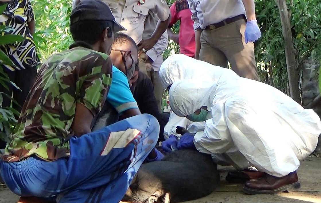 Tim Kementan RI mengambil sampel dari babi di salah satu rumah milk warga di Sikka.