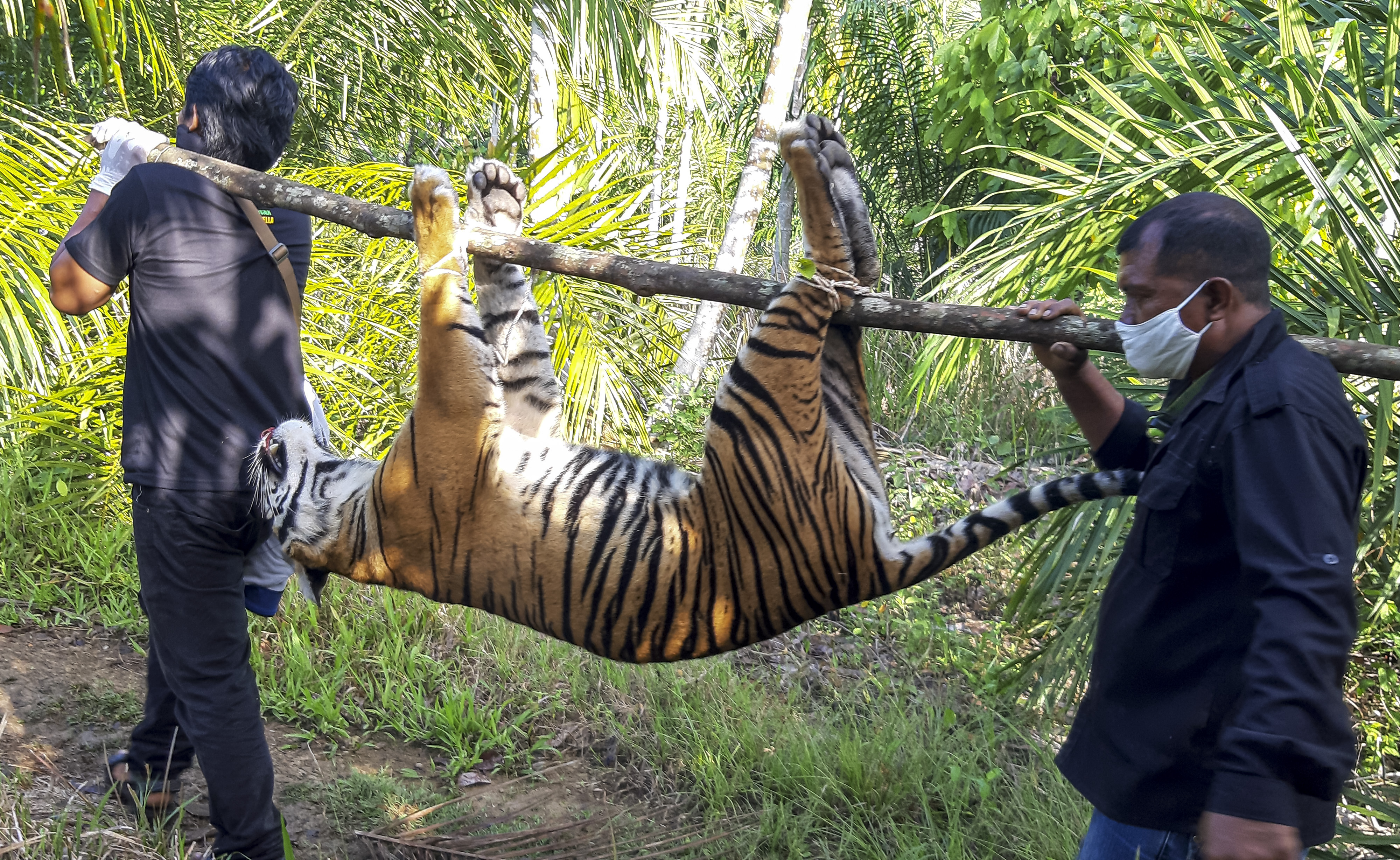 Nasib tragis harimau sumatra (Panthera tigris sumatrae) yang mati di kawasan perkebunan masyarakat di Kecamatan Trumon, Aceh Selatan