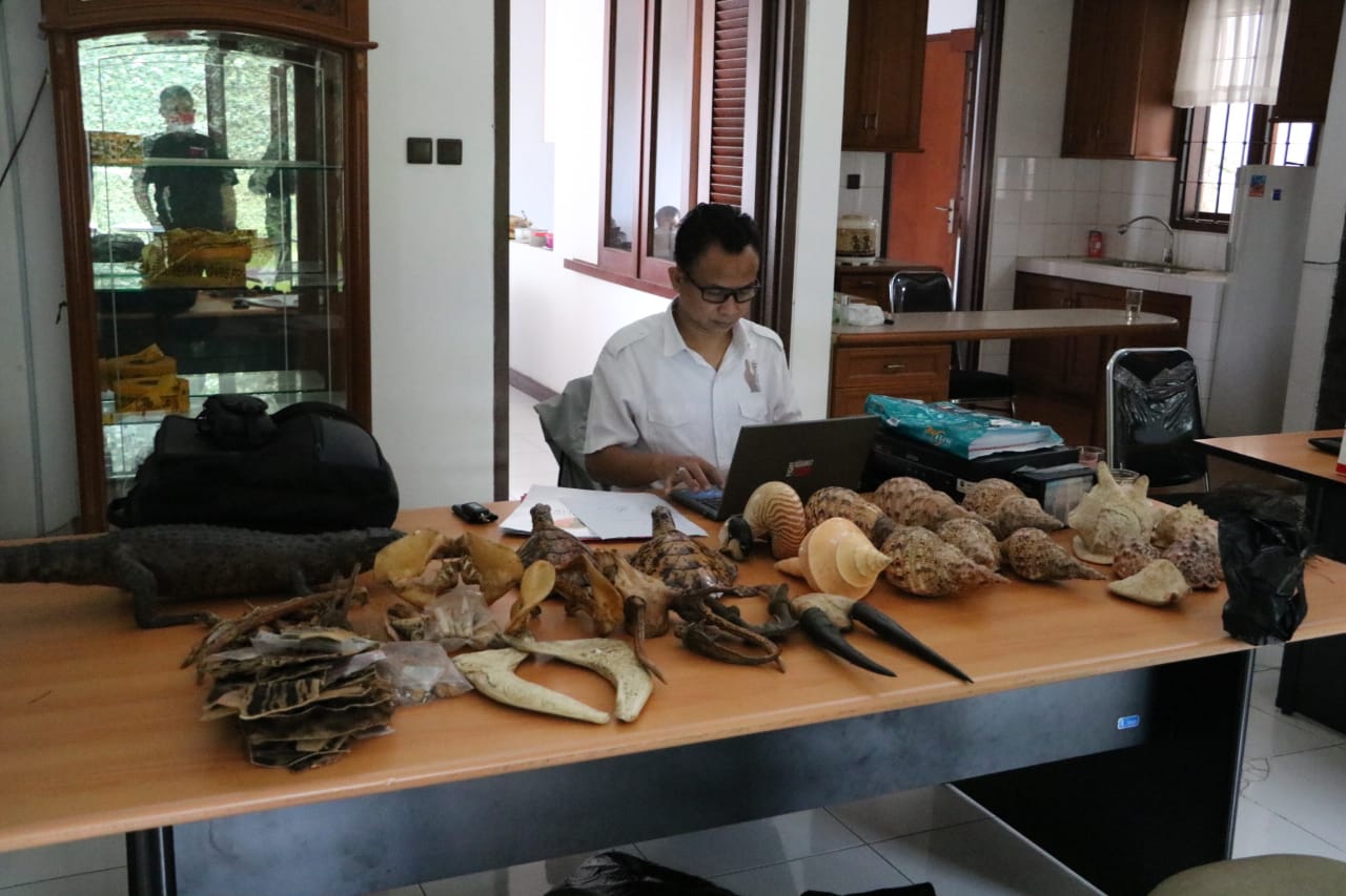 Anggota GAKKUM KLHK sedang menginventaris barang bukti hewan liar.