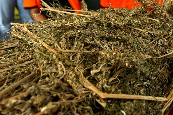 Sikap Pemerintah Tolak Rekomendasi WHO soal Ganja Dipertanyakan