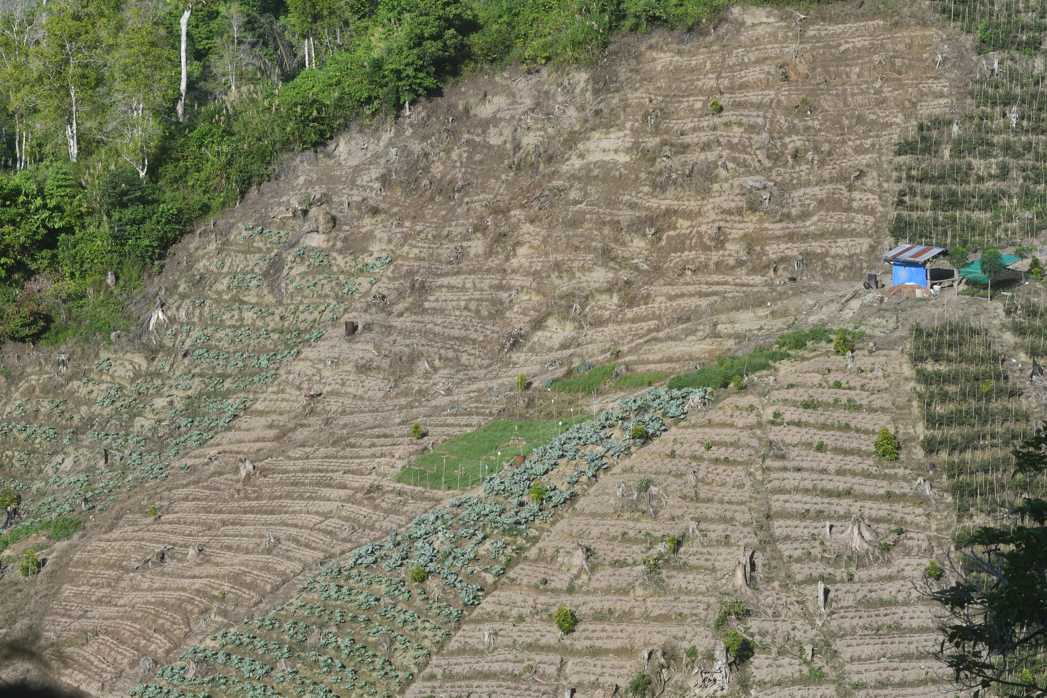Pembukaan lahan dengan membabat hutan berpotensi mengakibatkan longsor dan bencana lingkungan serta mengancam eksistensi  satwa liar