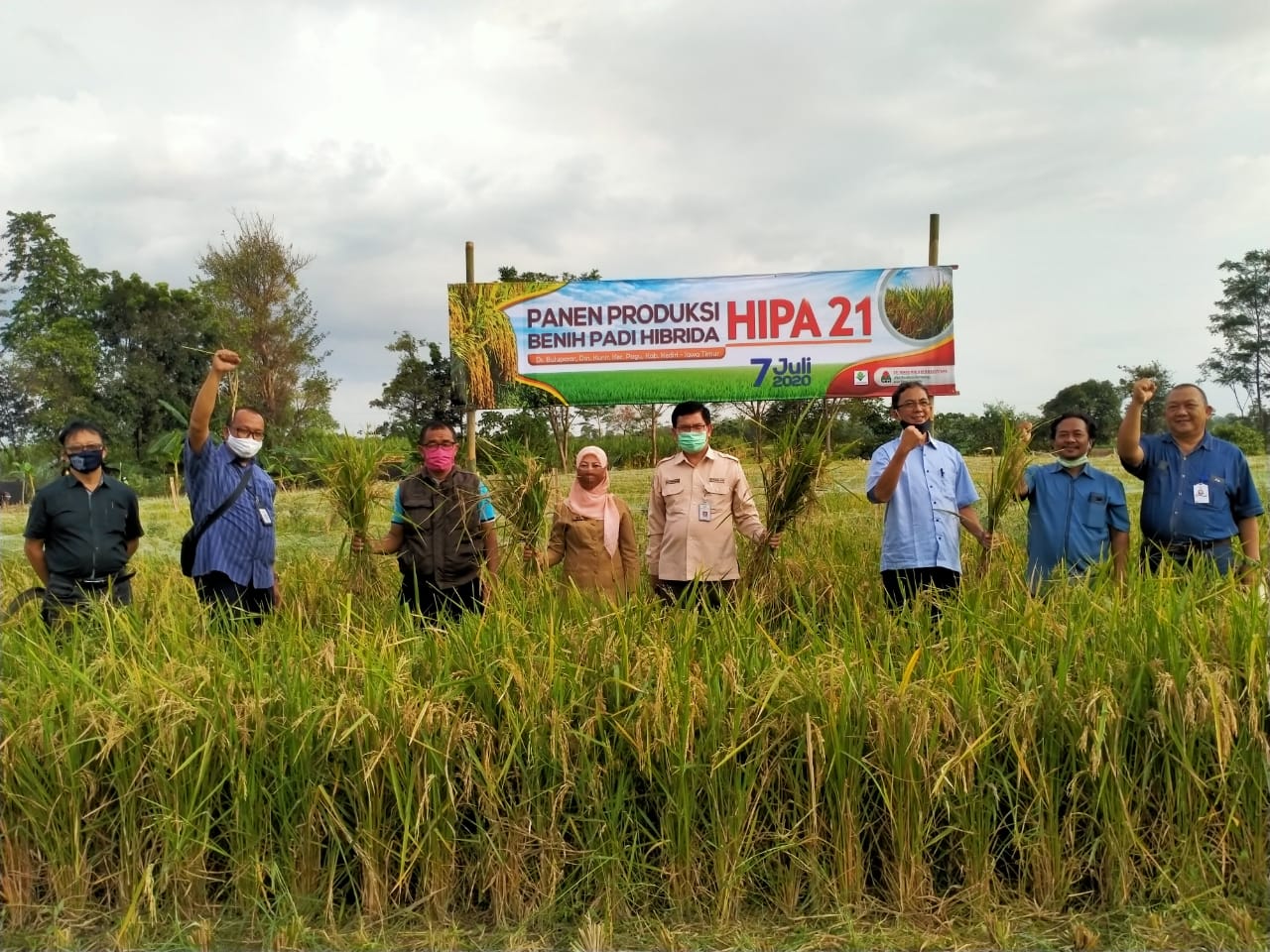 Kegiatan panen benih padi hibrida varietas Hipa 21 di Desa Bulu Pasar, Kecamatan Ngasem, Kabupaten Kediri, Jawa Timur, Jumat (17/7).