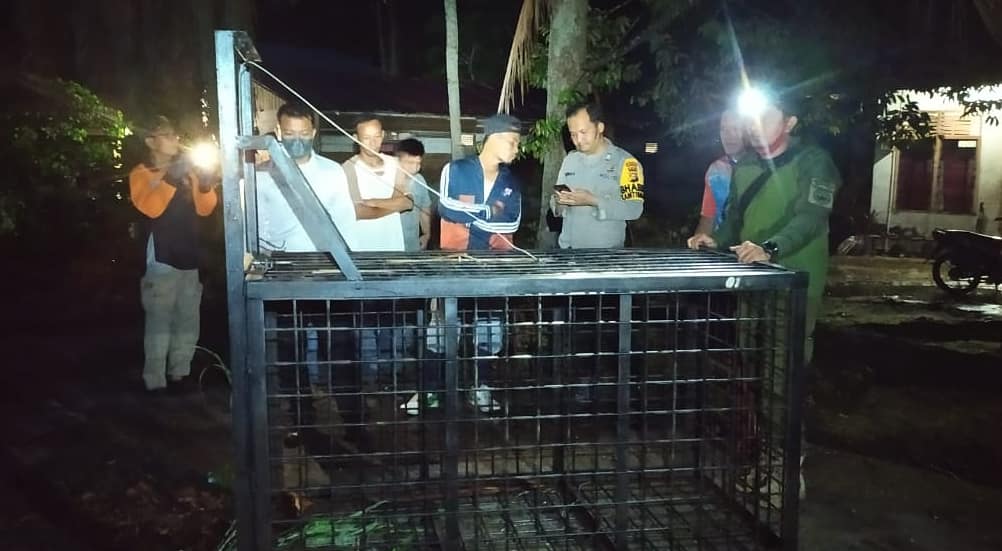 Petugas Resort Siak mulai melakukan pemasangan kandang jebakan terkait konflik beruang dengan manusia di Sengkemang, Koto Gasib, Siak.