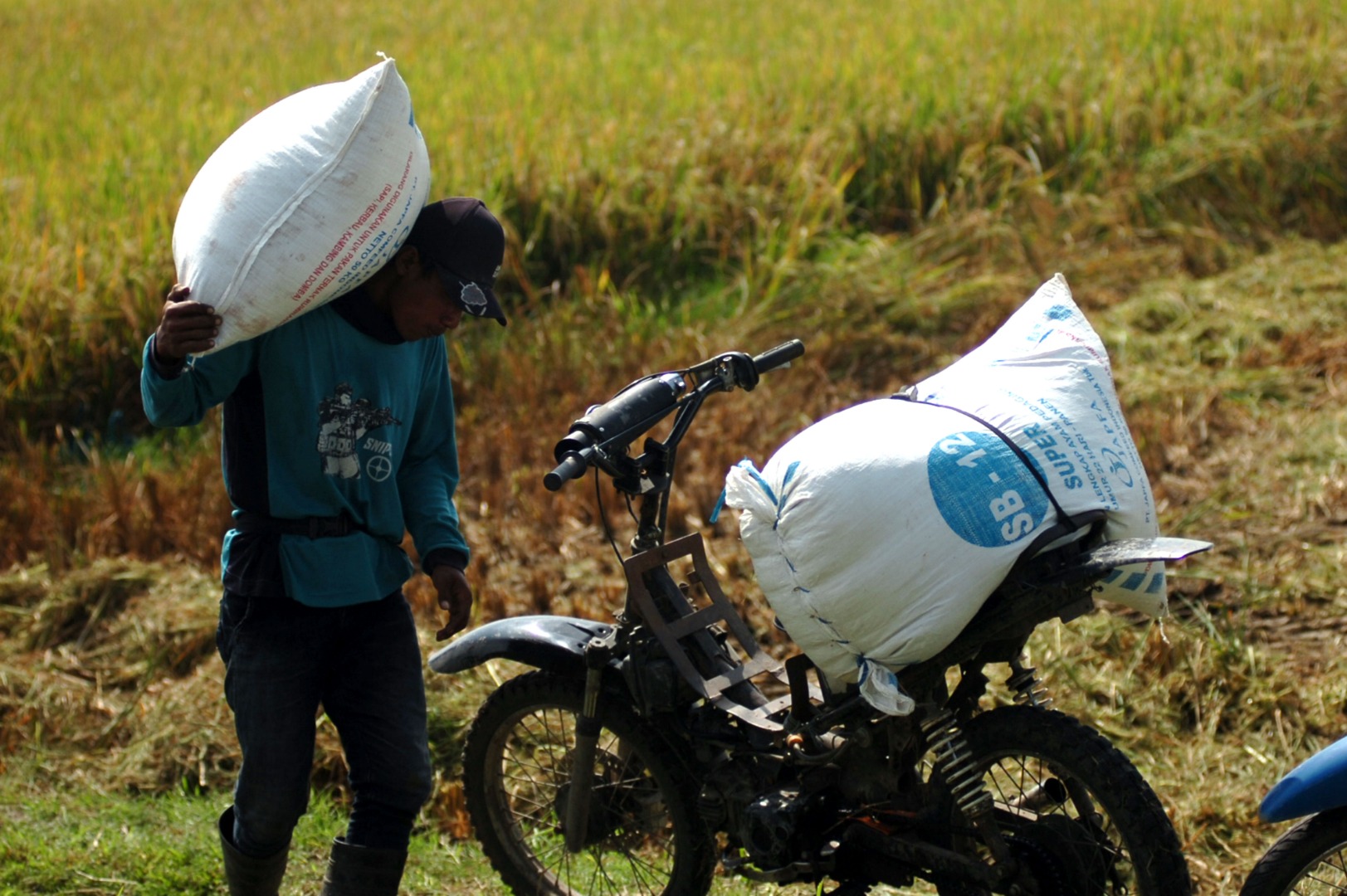 Sejumlah buruh mengangkut padi menggunakan sepeda motor di areal persawahan Desa Bulakpacing, Kabupaten Tegal, Jawa Tengah, Kamis (16/7).