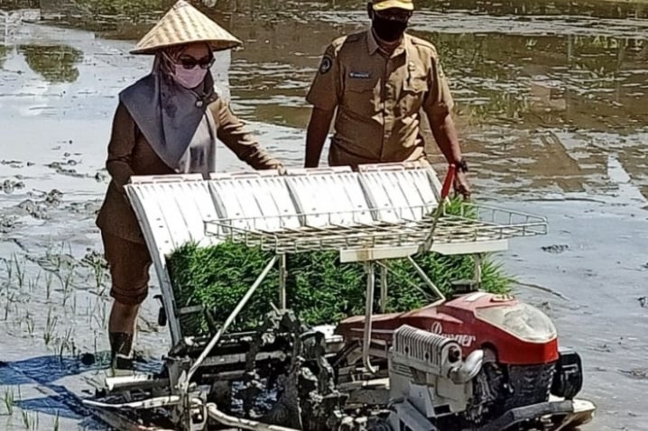 Bupati Luwu Utara, Indah Putri Indriani (kiri) menanam padi.